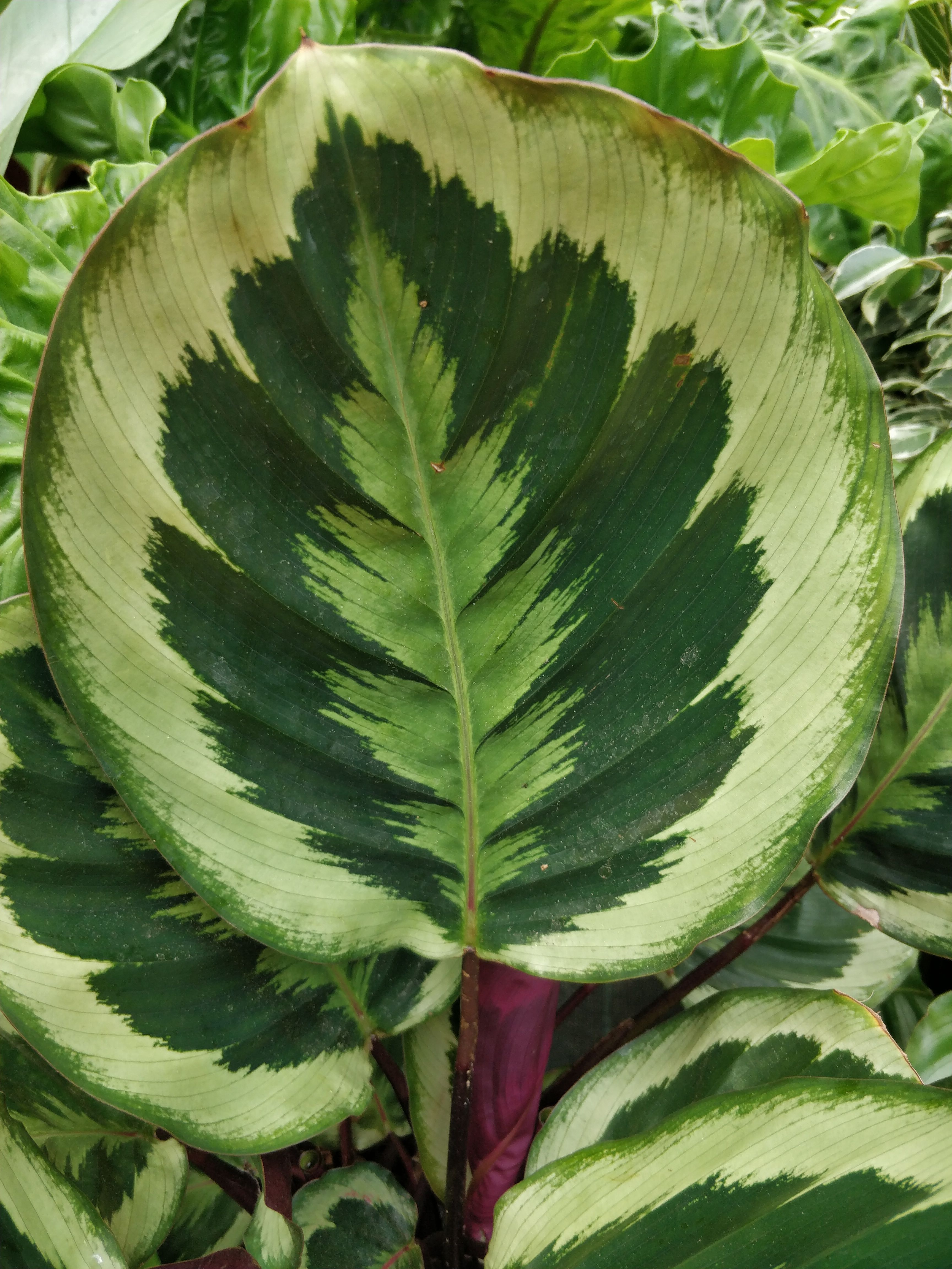 grátis Foto profissional grátis de alegre, amante da natureza, amante de plantas Foto profissional