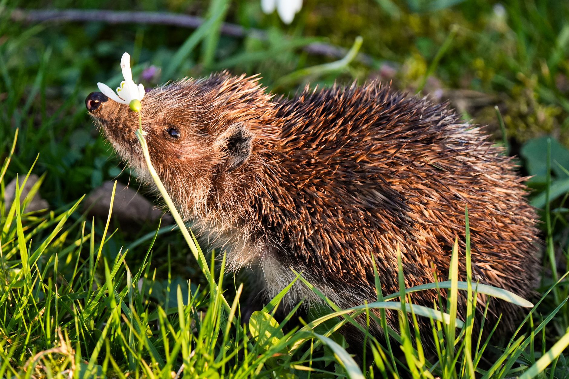 UK hedgehogs down 75%: AI now maps their survival