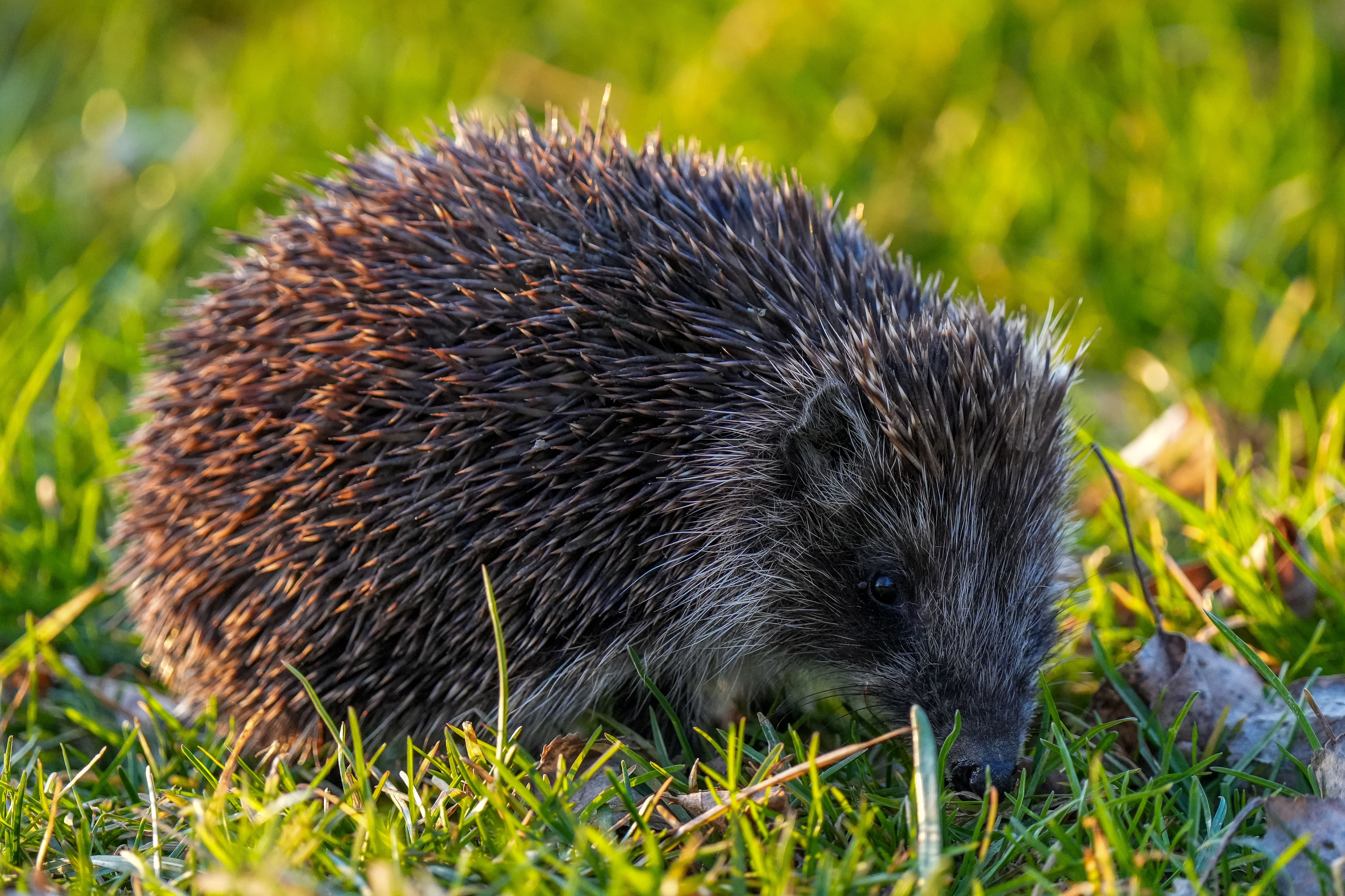 Hérisson européen cherchant sa nourriture dans l'herbe