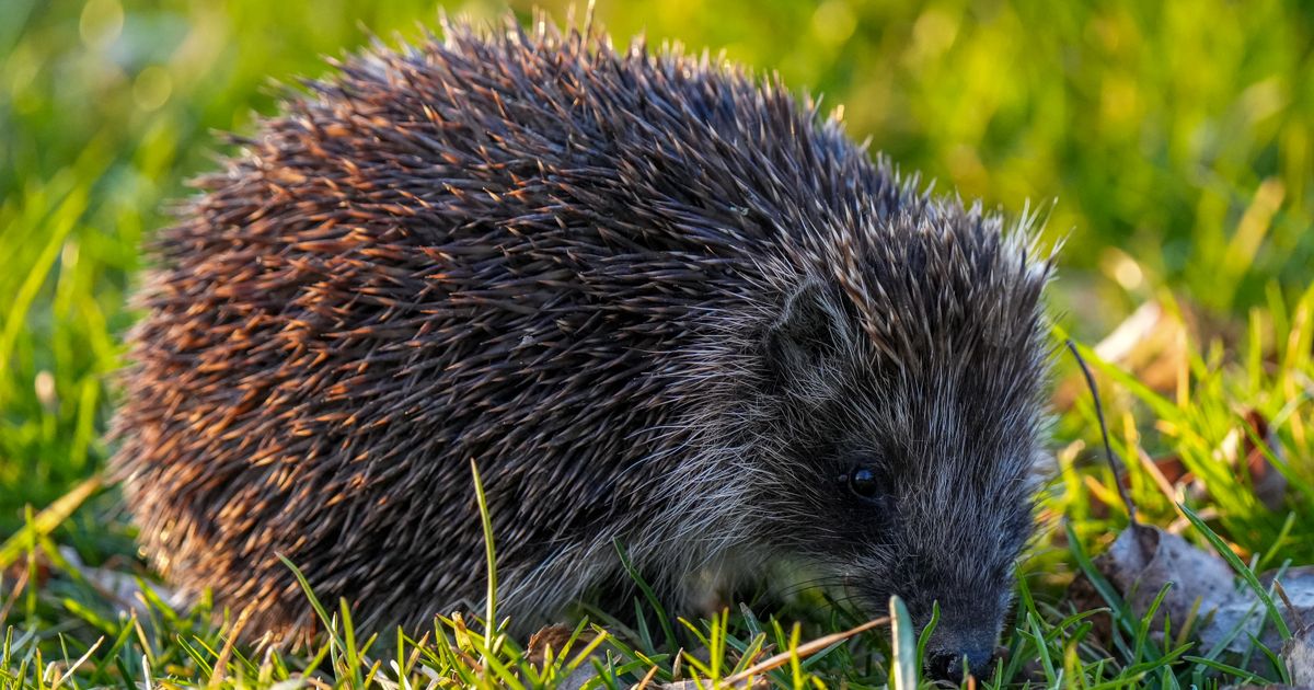 Hérisson européen cherchant sa nourriture dans l'herbe