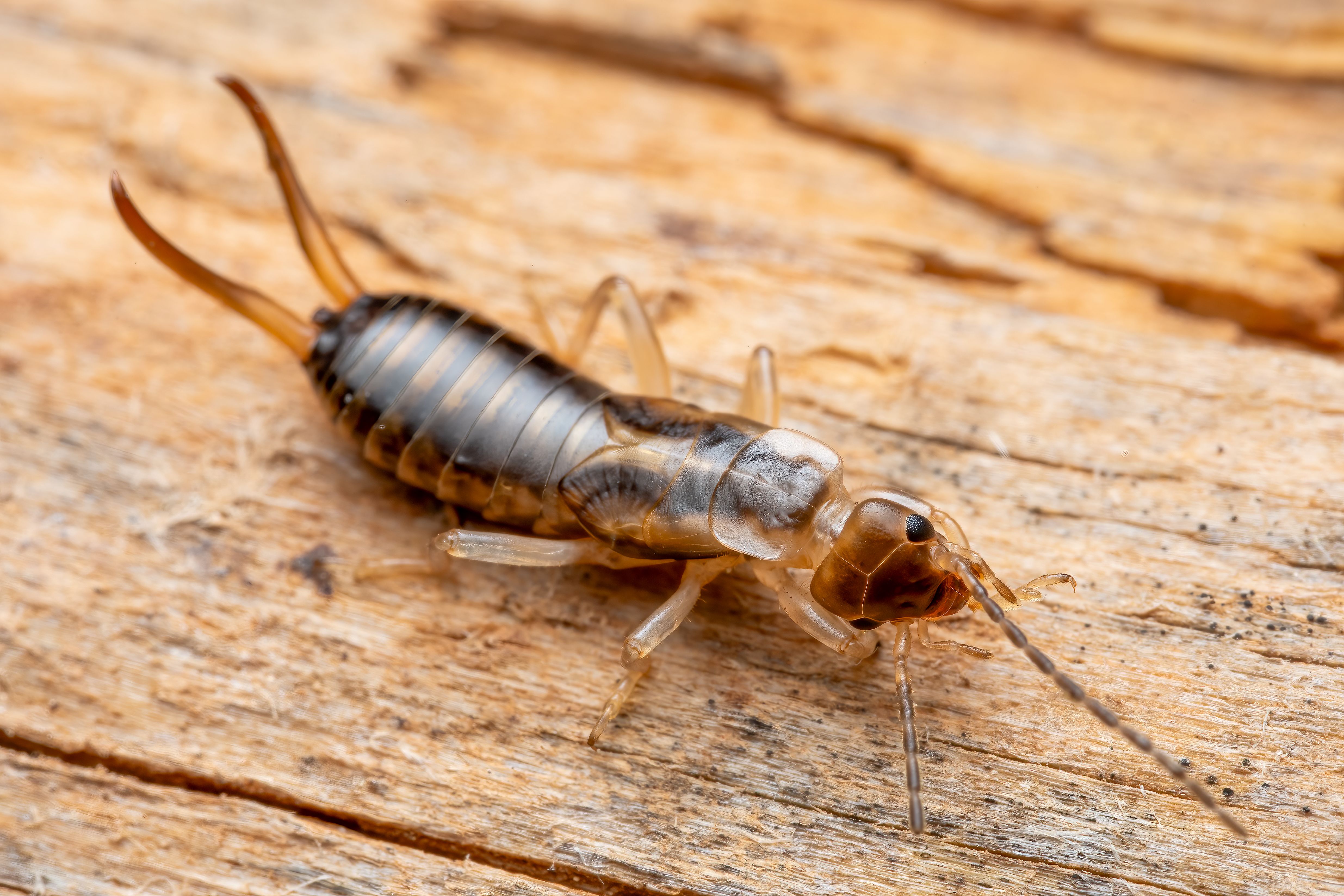 pexels-photo-36484121 Termites dans la maison : détecter, agir et protéger votre logement