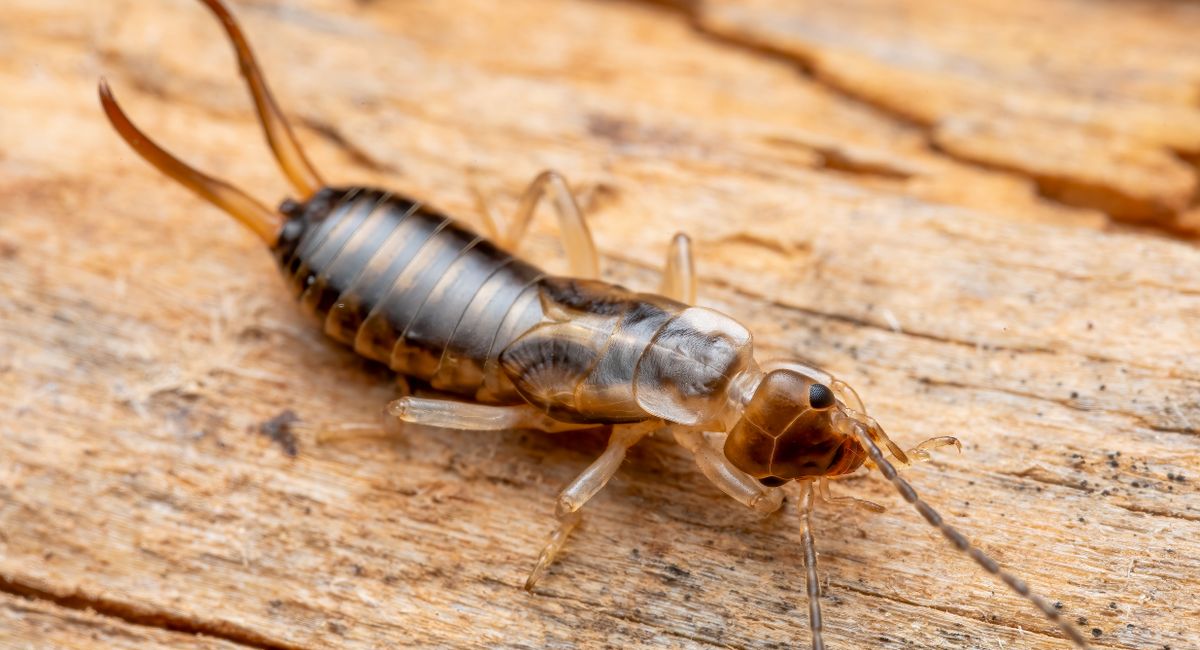 pexels-photo-36484121 Termites dans la maison : détecter, agir et protéger votre logement