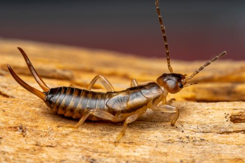 Free Macro shot of an earwig insect on wood, showcasing detailed features and textures. Stock Photo