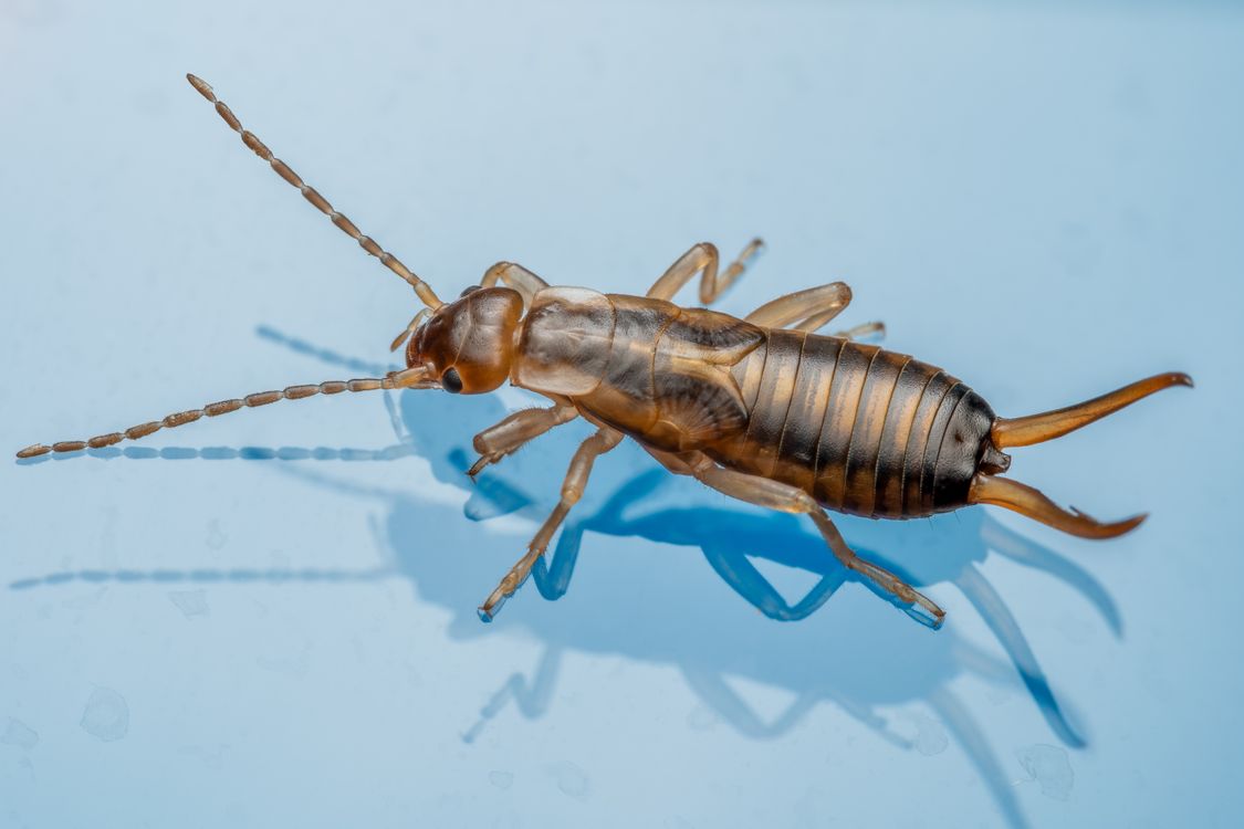 Detailed Macro Shot of a Common Earwig · Free Stock Photo