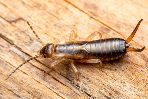 Free Close-up macro photograph of an earwig on wooden surface, showcasing intricate insect details. Stock Photo