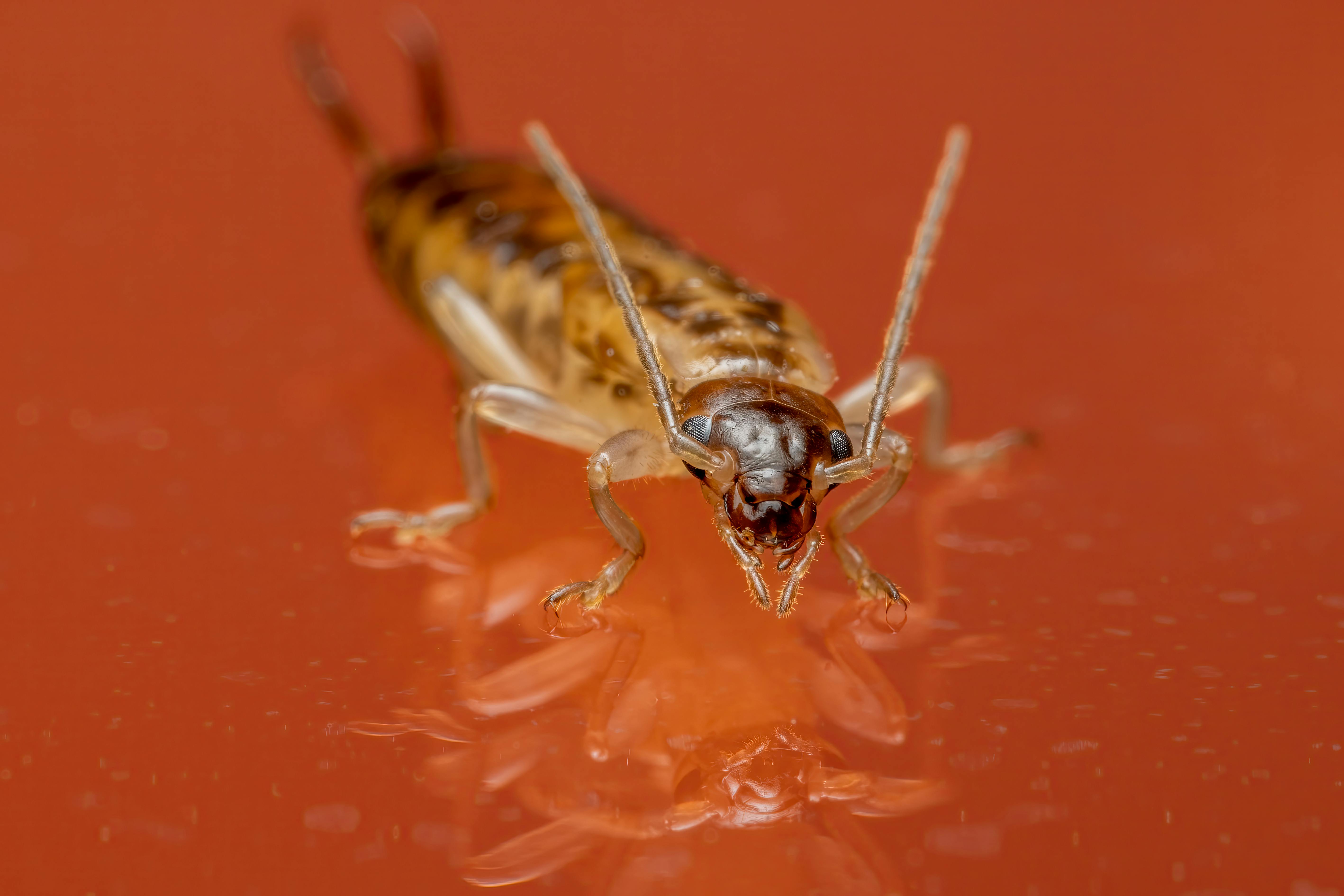 Residential Termite Control 