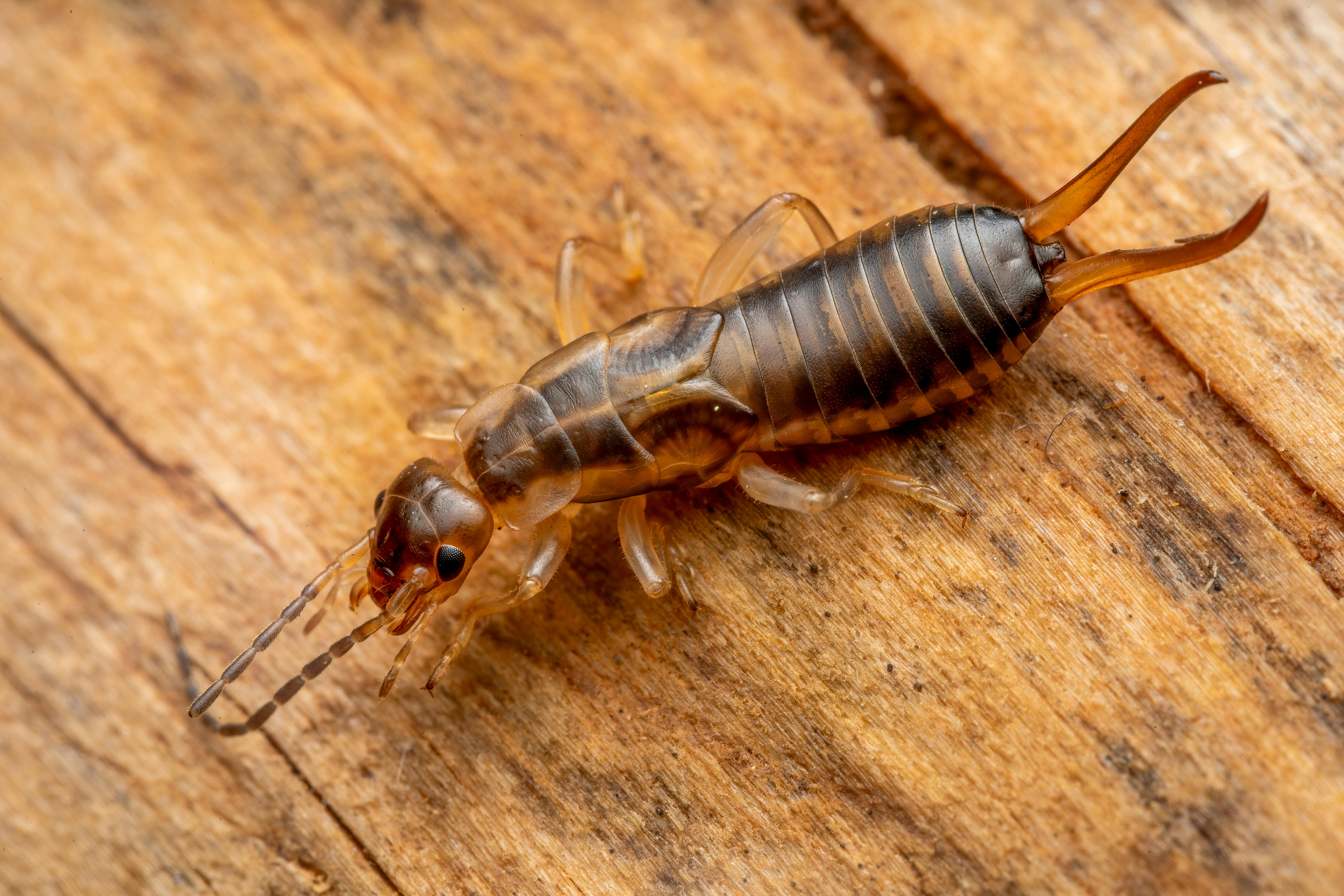 Close‑up of earwigs hidden in damp leaf litter