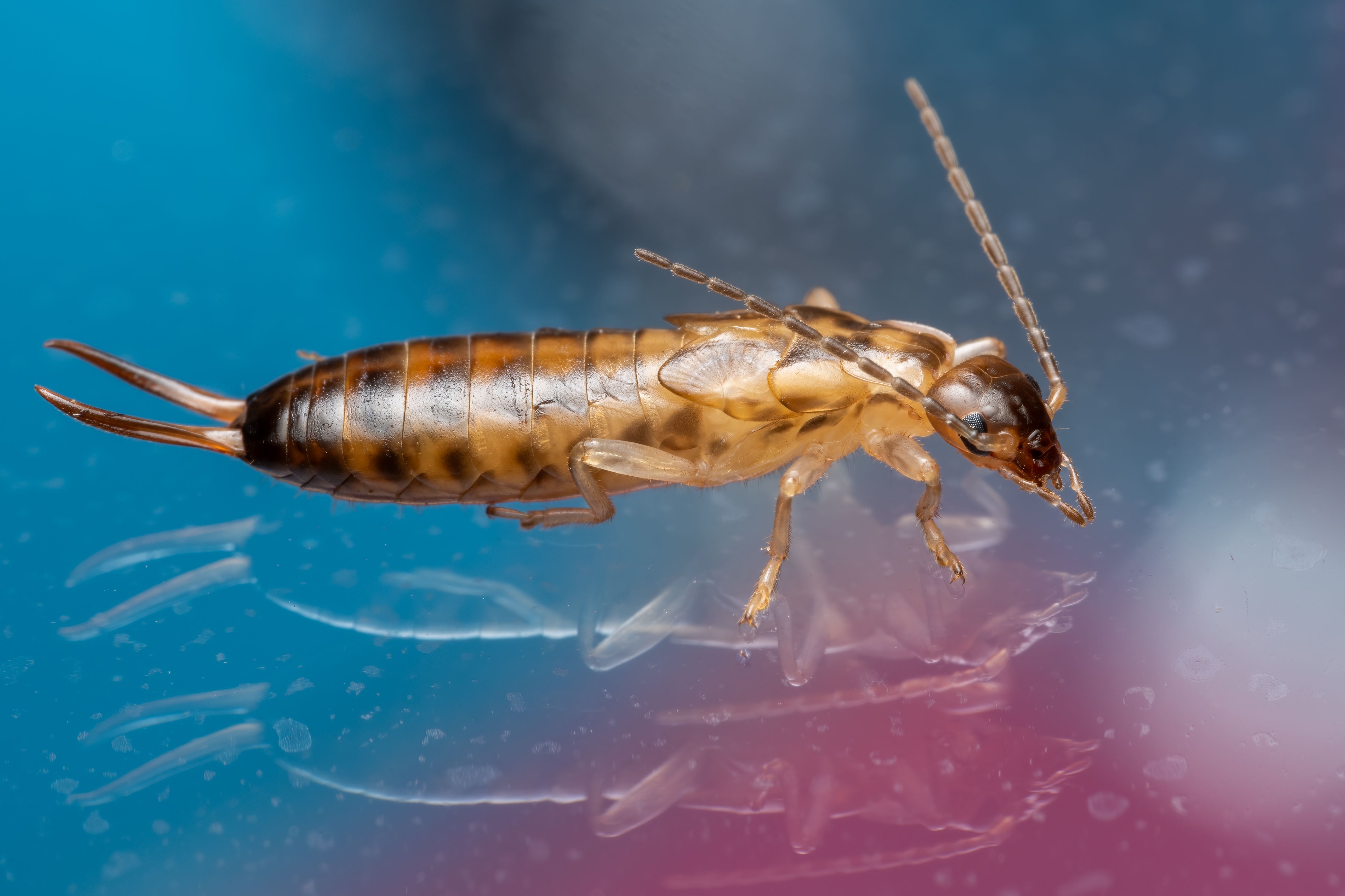 Earwig Bites: Symptoms, Causes, and Treatment in India