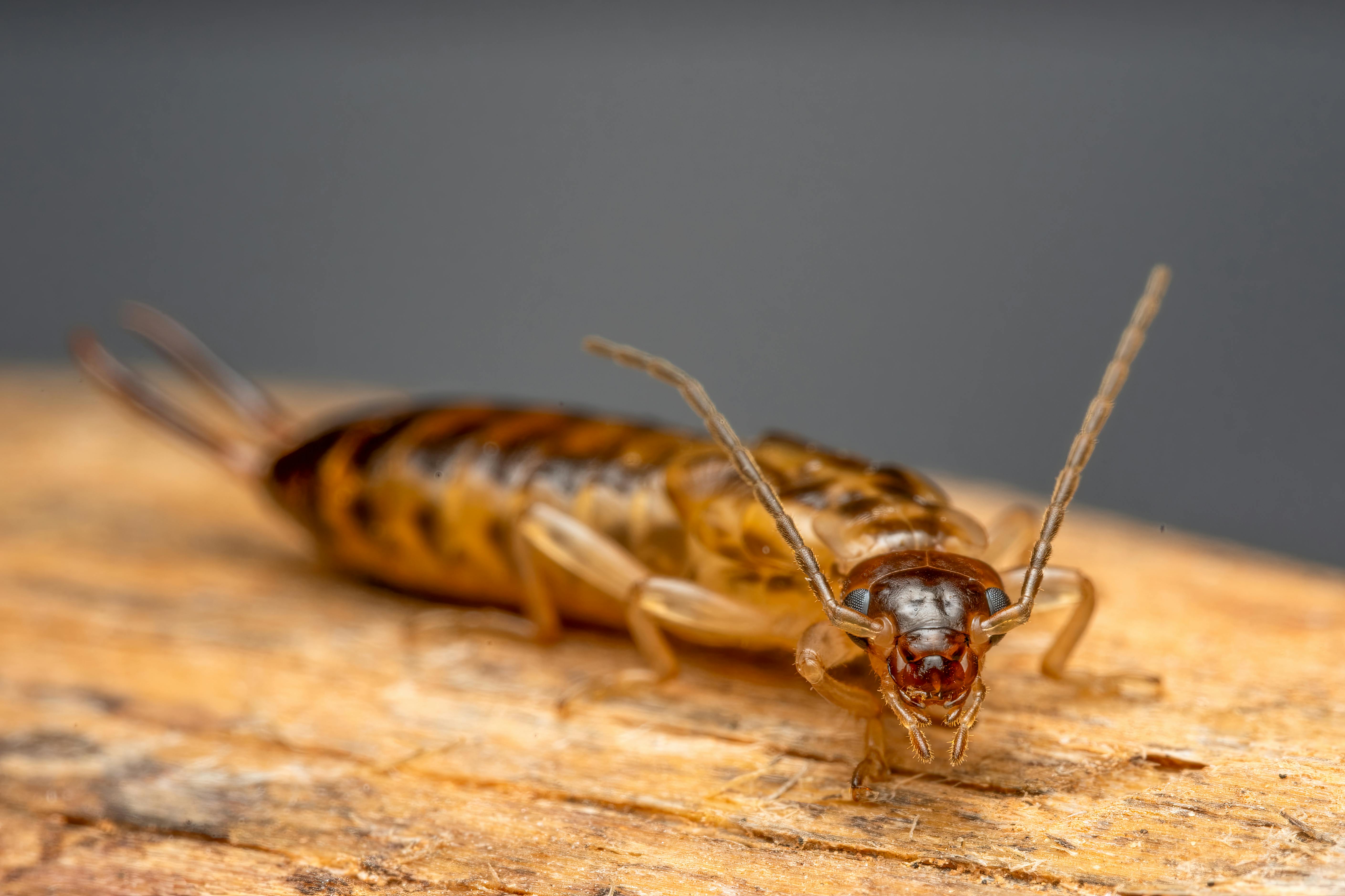 Is your bug spray pet-safe? Here’s how to keep your home bug-free and your pets healthy — Photo by Rafael Minguet Delgado on 