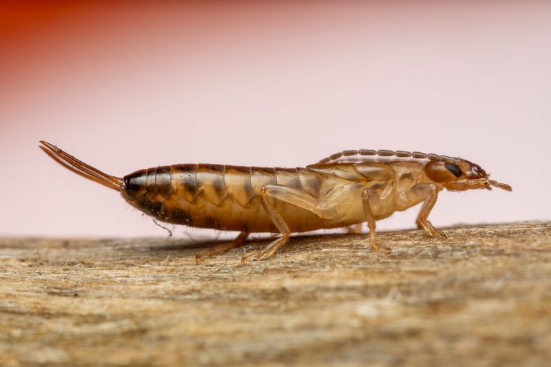 How to Get Rid of Drain Flies