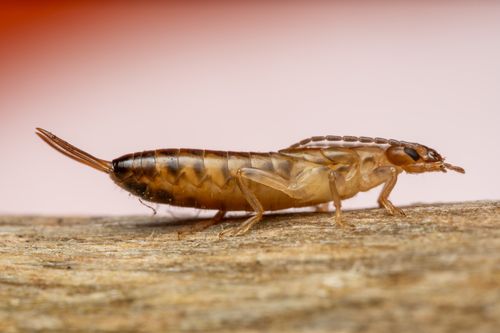 Free Detailed macro photograph of an earwig sitting on wooden surface, showcasing insect anatomy. Stock Photo