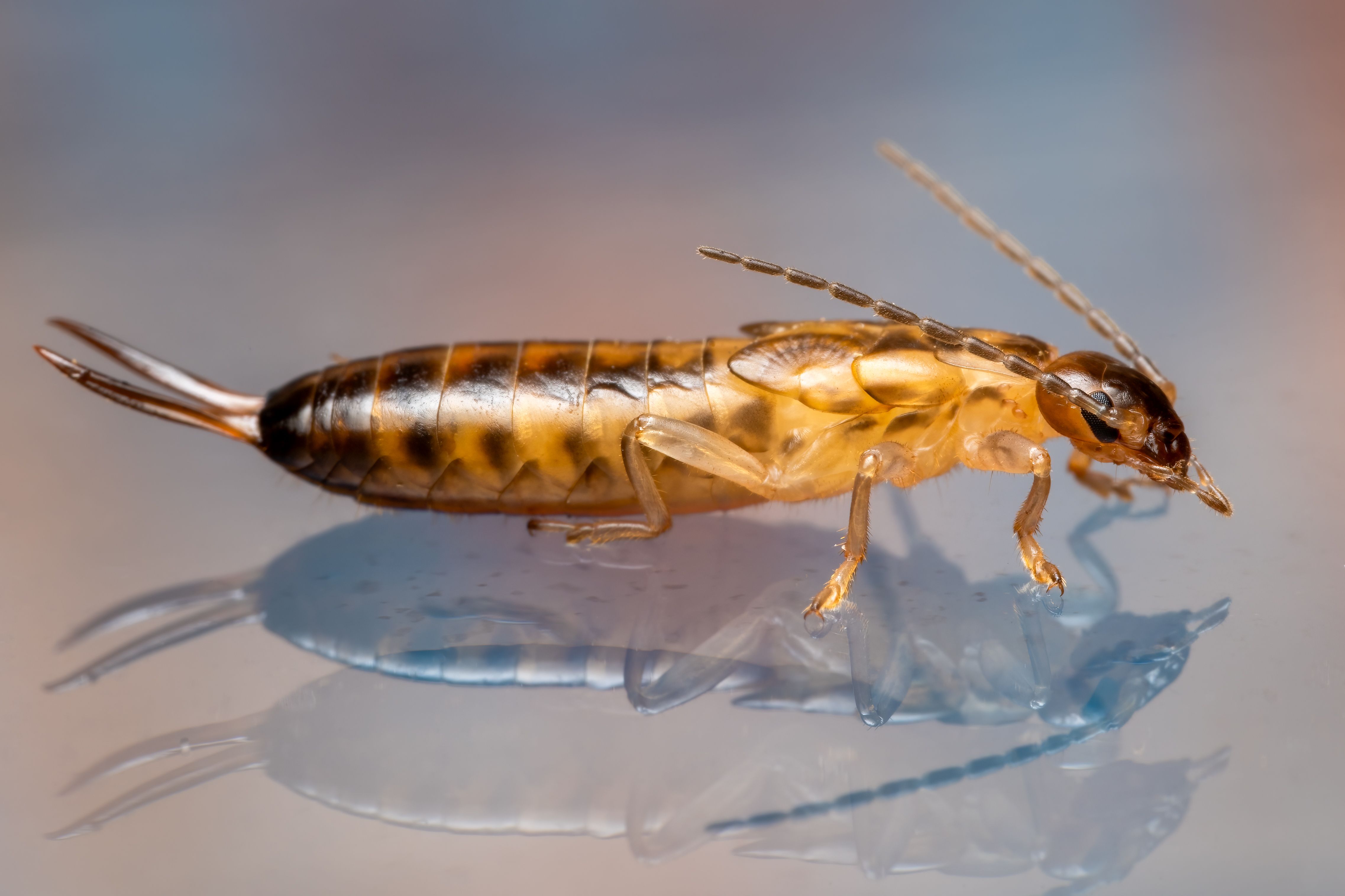 Close-up of Insect under Microscope · Free Stock Photo