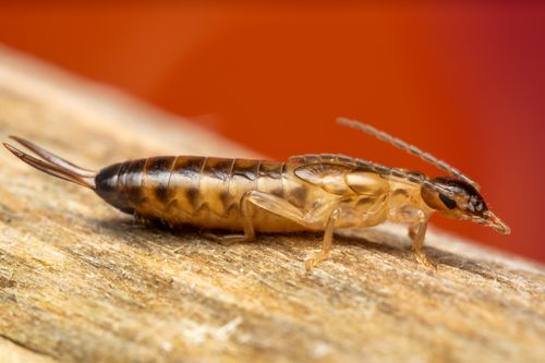 Free Detailed macro shot of an earwig on a wooden surface in natural setting. Stock Photo
