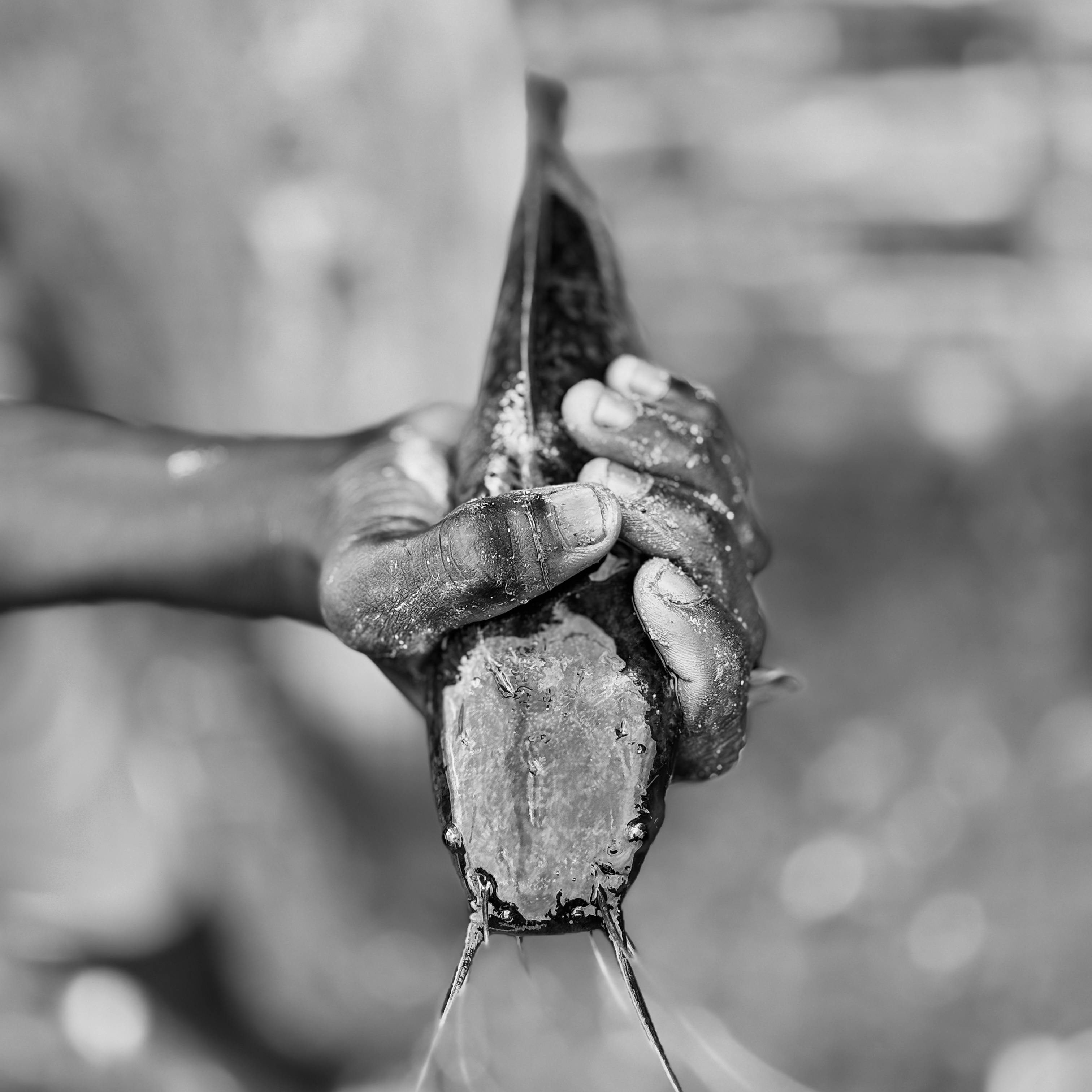 Bezpłatne Monochromatyczne zdjęcie przedstawiające dłoń trzymającą świeżo złowioną rybę w Akrze, w Ghanie. Zdjęcie z galerii