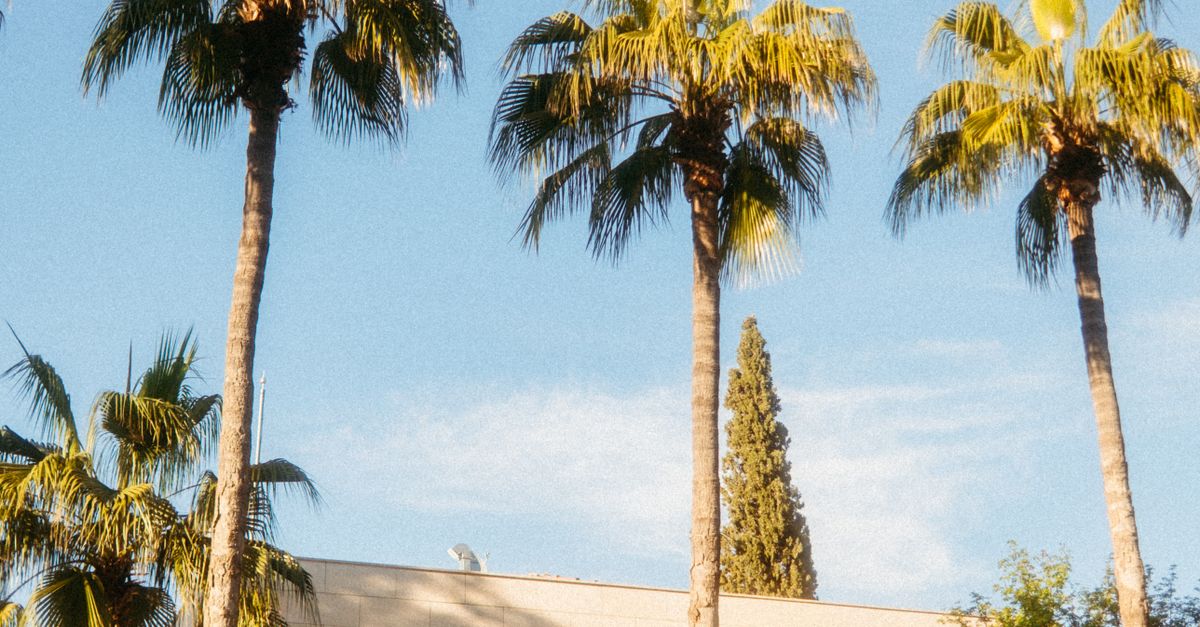 Photo by UMUT 🆁🅰🆆 A modern building with tall palm trees and a vibrant sky, captured in daylight.