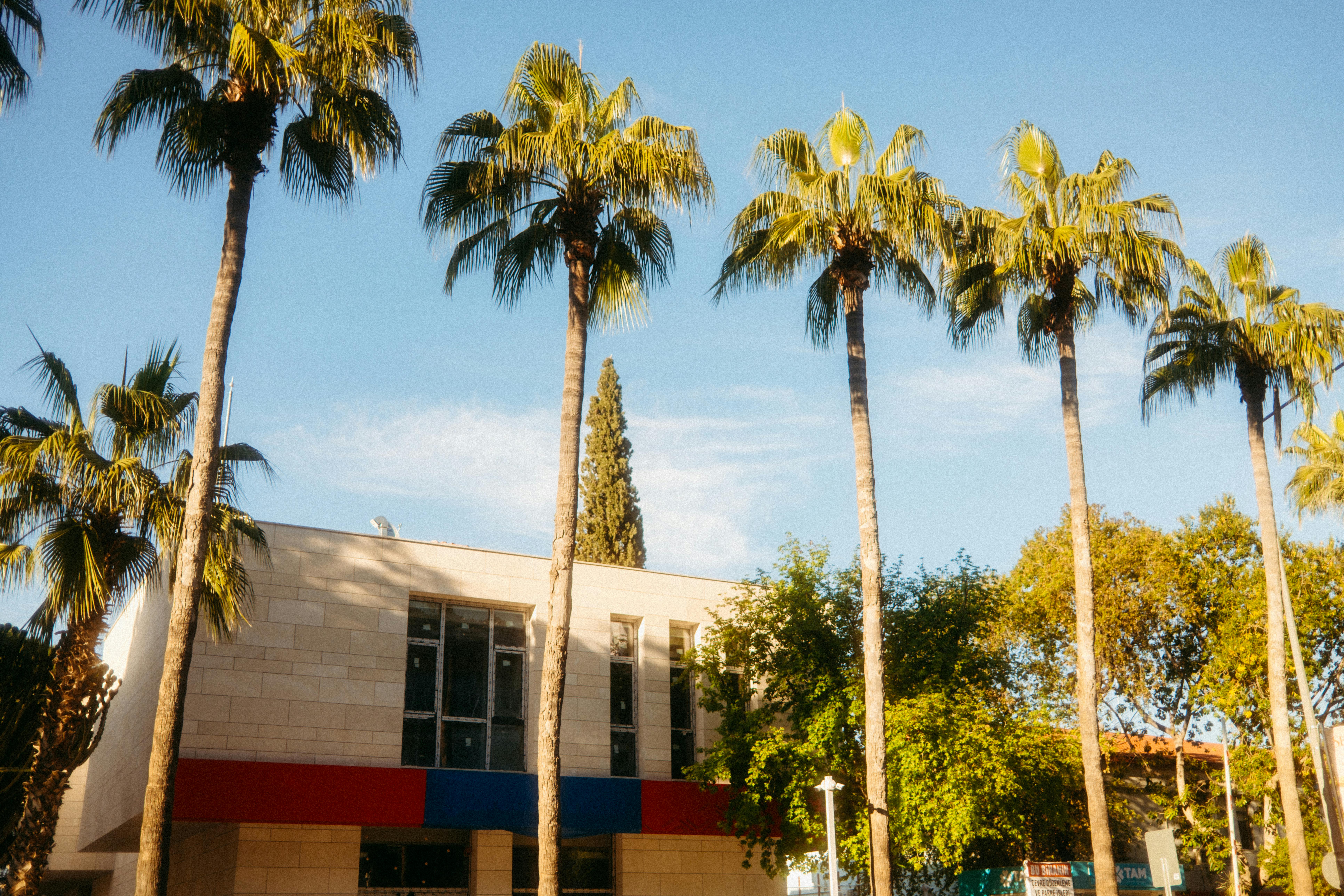 De franc Arquitectura contemporània envoltada de palmeres sota un cel blau clar, creant un ambient tropical. Foto d'estoc