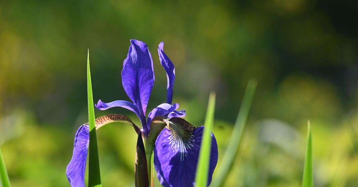 Yeşil iris vs. pudralı iris: 2026 ilkbaharı için doğru iris parfümünü nasıl seçersiniz