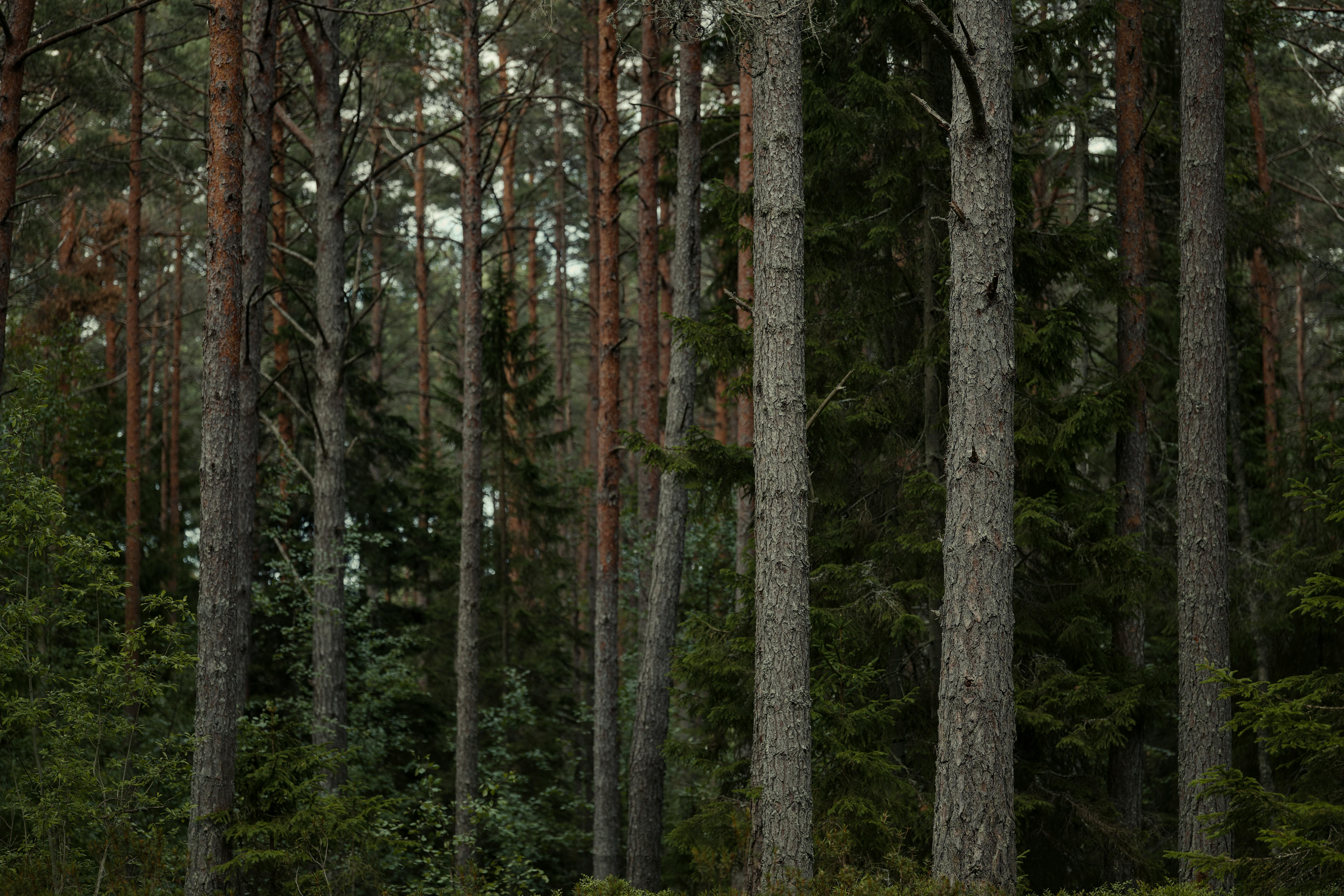bezplatná Bujný les s vysokými borovicemi a smrky vytváří klidnou přírodní kulisu. Základová fotografie