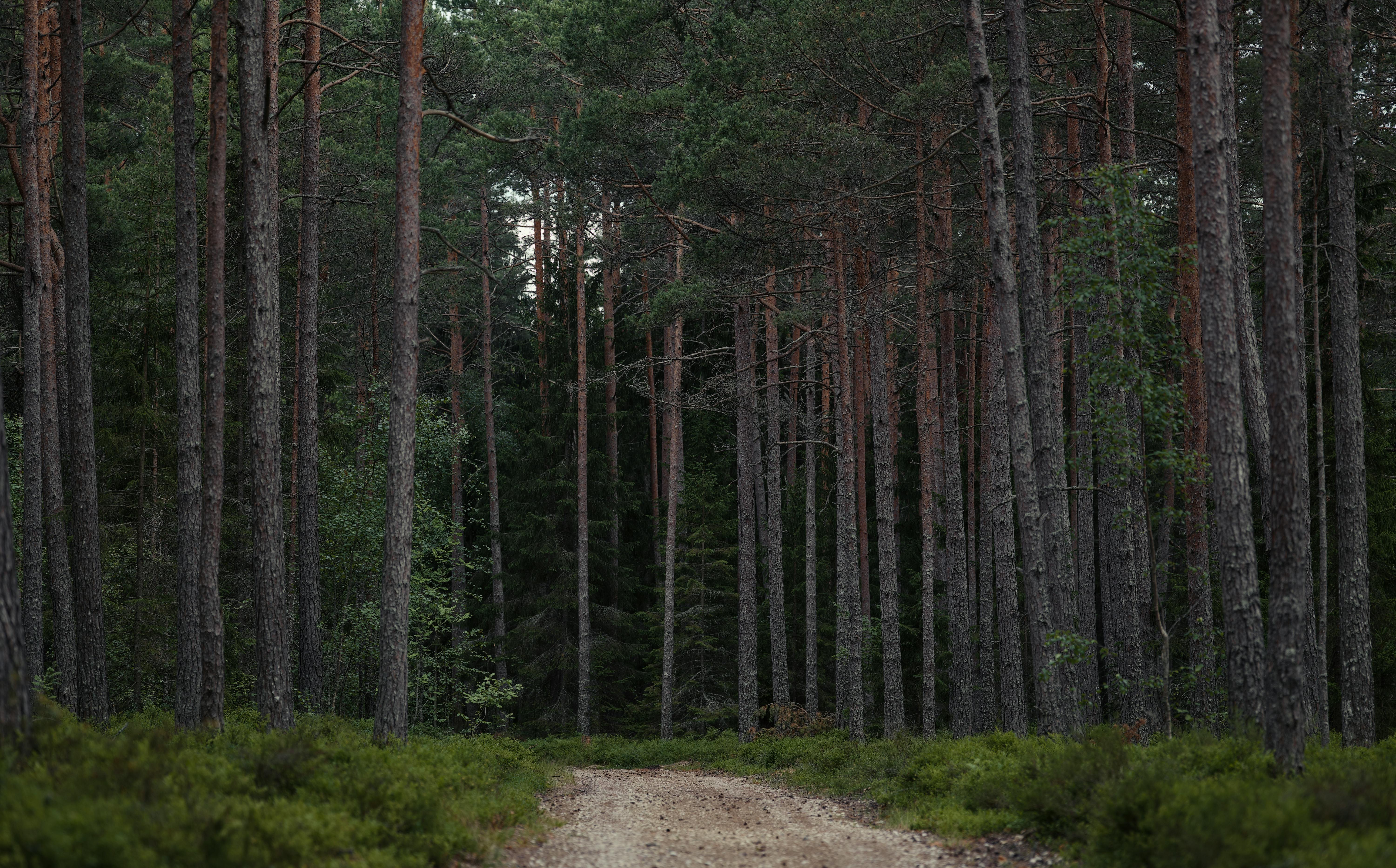 Gratuit Sentier forestier paisible bordé de grands arbres, idéal pour l'exploration en plein air et les amoureux de la nature. Photos