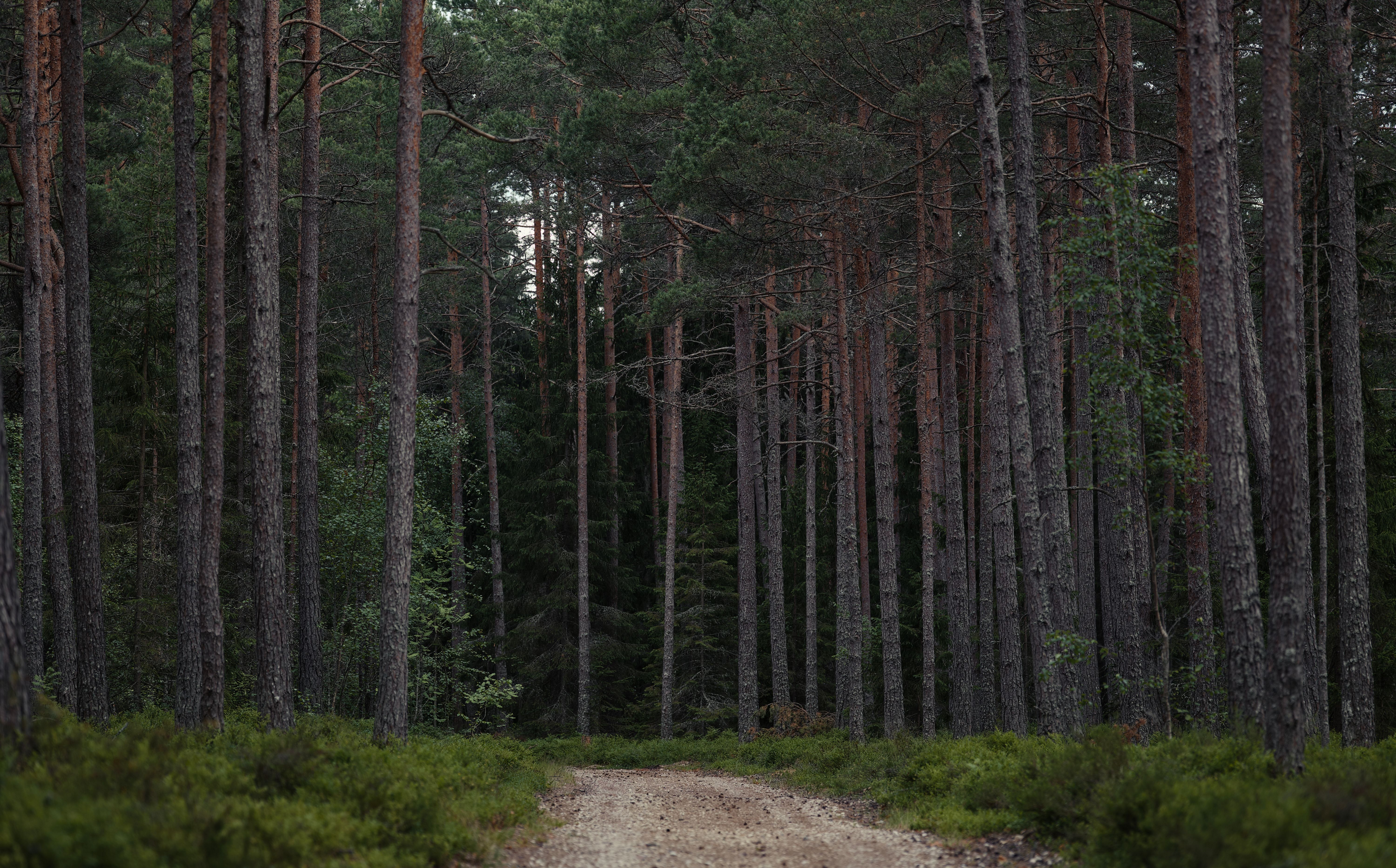Serene Woodland Path Surrounded by Tall Trees · Free Stock Photo
