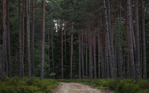 Free Tranquil forest path lined with tall trees, perfect for outdoor exploration and nature enthusiasts. Stock Photo