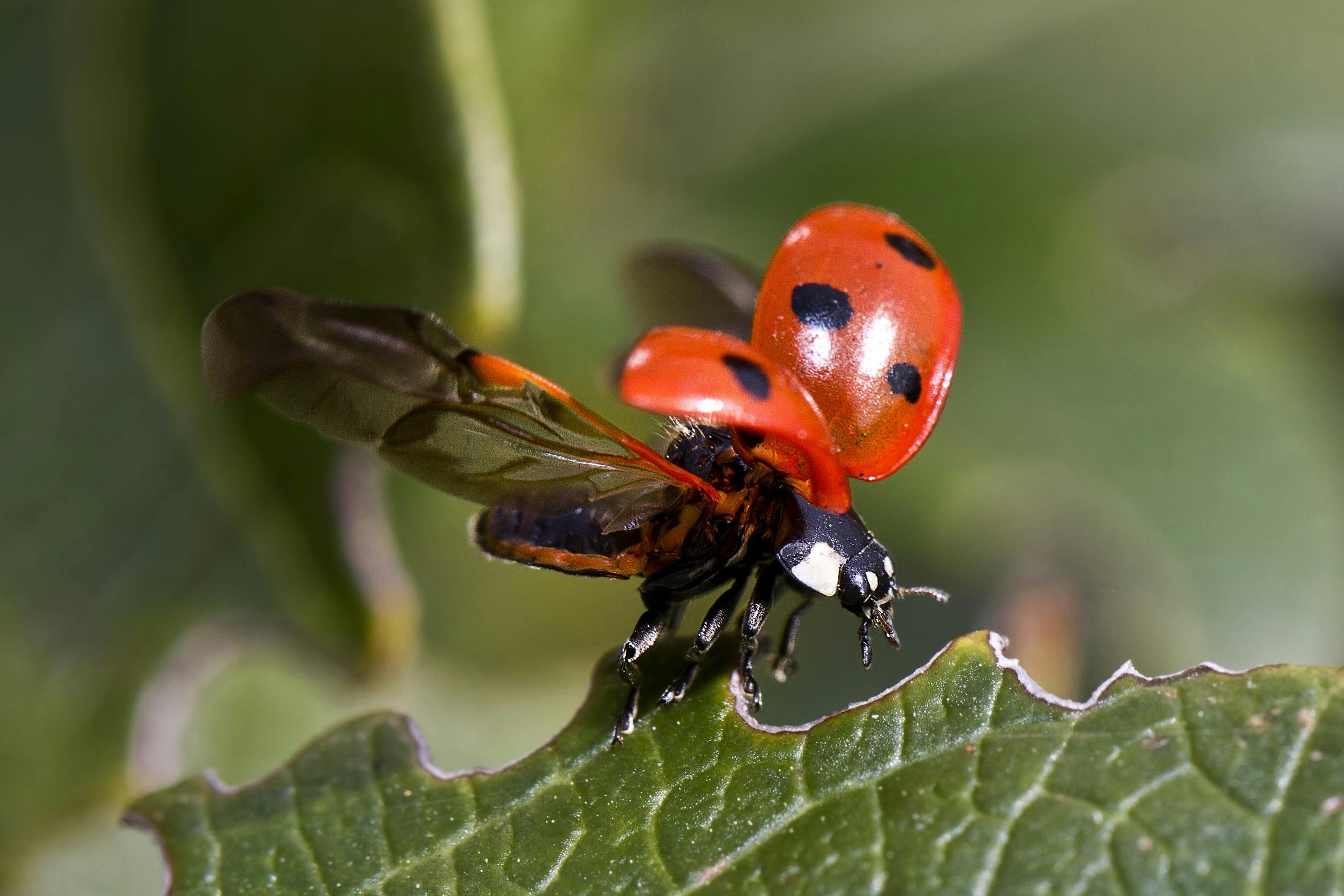 Ladybug Wallpaper Free Stock Photo - Public Domain Pictures