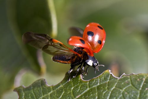 Free Red and Black Bug Stock Photo