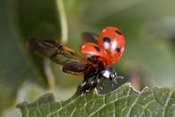 绿叶上，瓢虫展开翅膀的宏观镜头