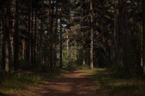 Free Serene forest path through tall trees, ideal for nature walks. Stock Photo