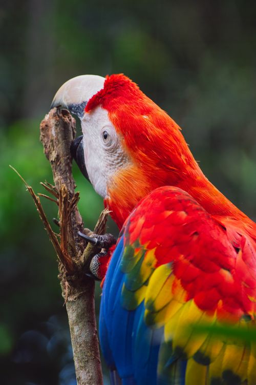 Free Colorful Scarlet Macaw perched on a branch in lush Philippine jungle. Stock Photo