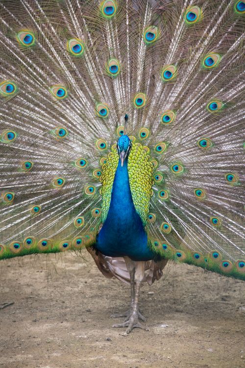 Free A stunning peacock showcasing its vibrant, colorful feathers in the Philippines. Stock Photo