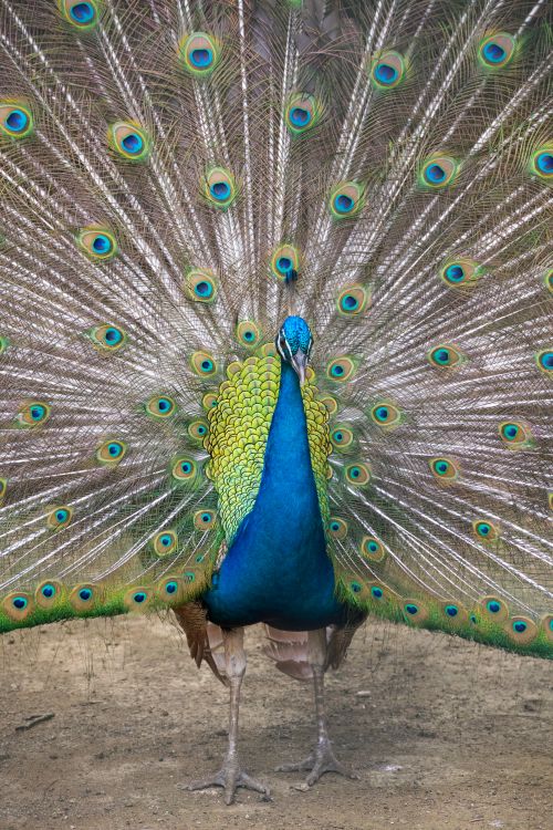 Free Close-up of a majestic peacock displaying its vibrant plumage outdoors in the Philippines. Stock Photo