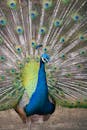 Majestic Indian Peacock with Vibrant Plumage