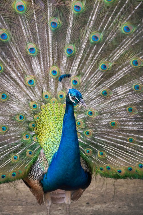 Free Beautiful Indian peacock displaying its vibrant feather array, showcasing nature's artistry. Stock Photo
