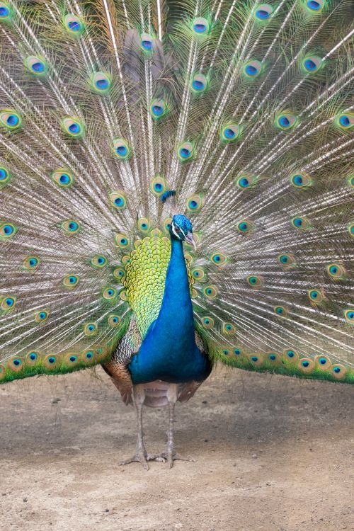 Free Indian peacock showcasing colorful plumage outdoors in a vibrant and majestic display. Stock Photo