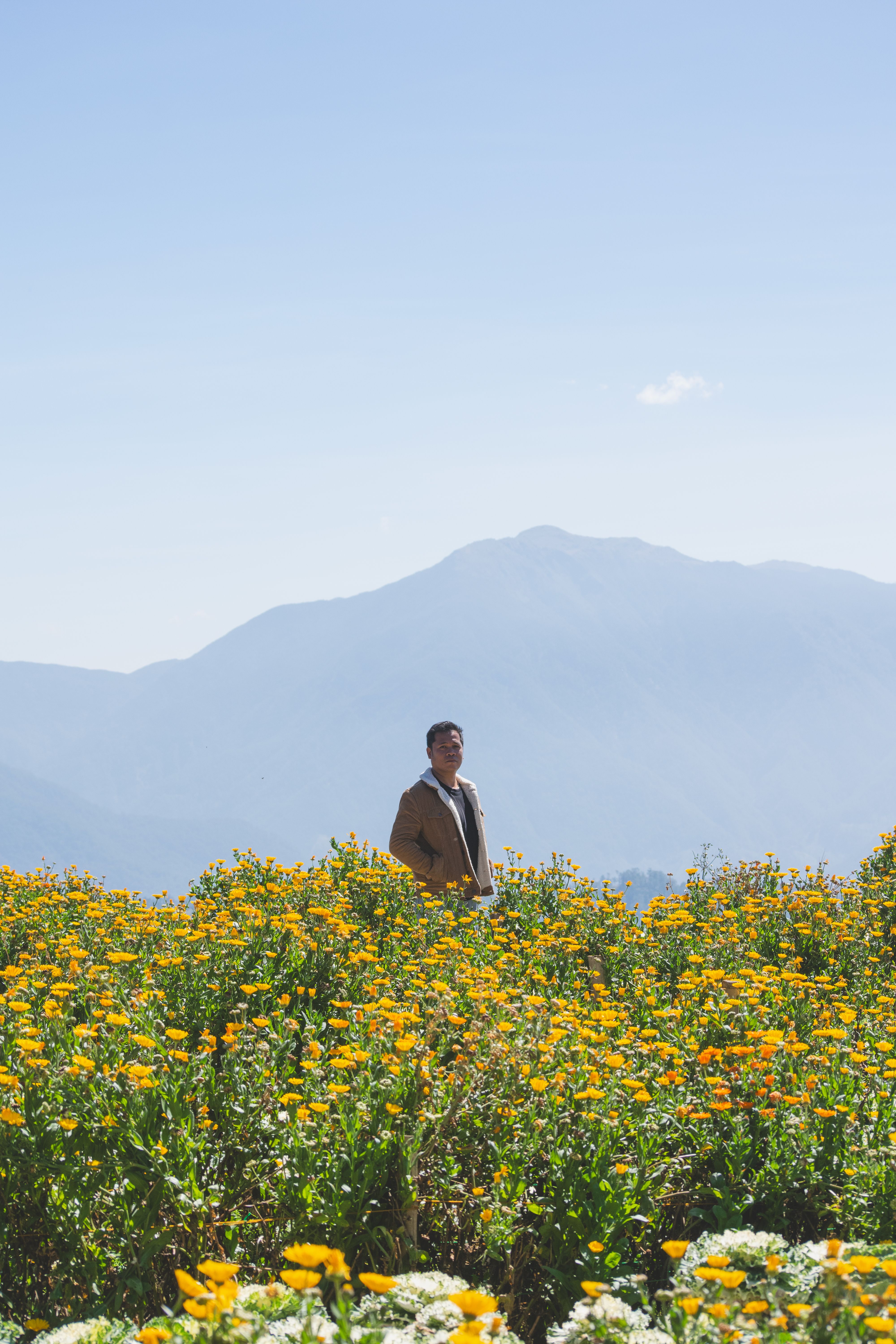 Man in Field of Yellow Flowers with Mountain Backdrop · Free Stock Photo