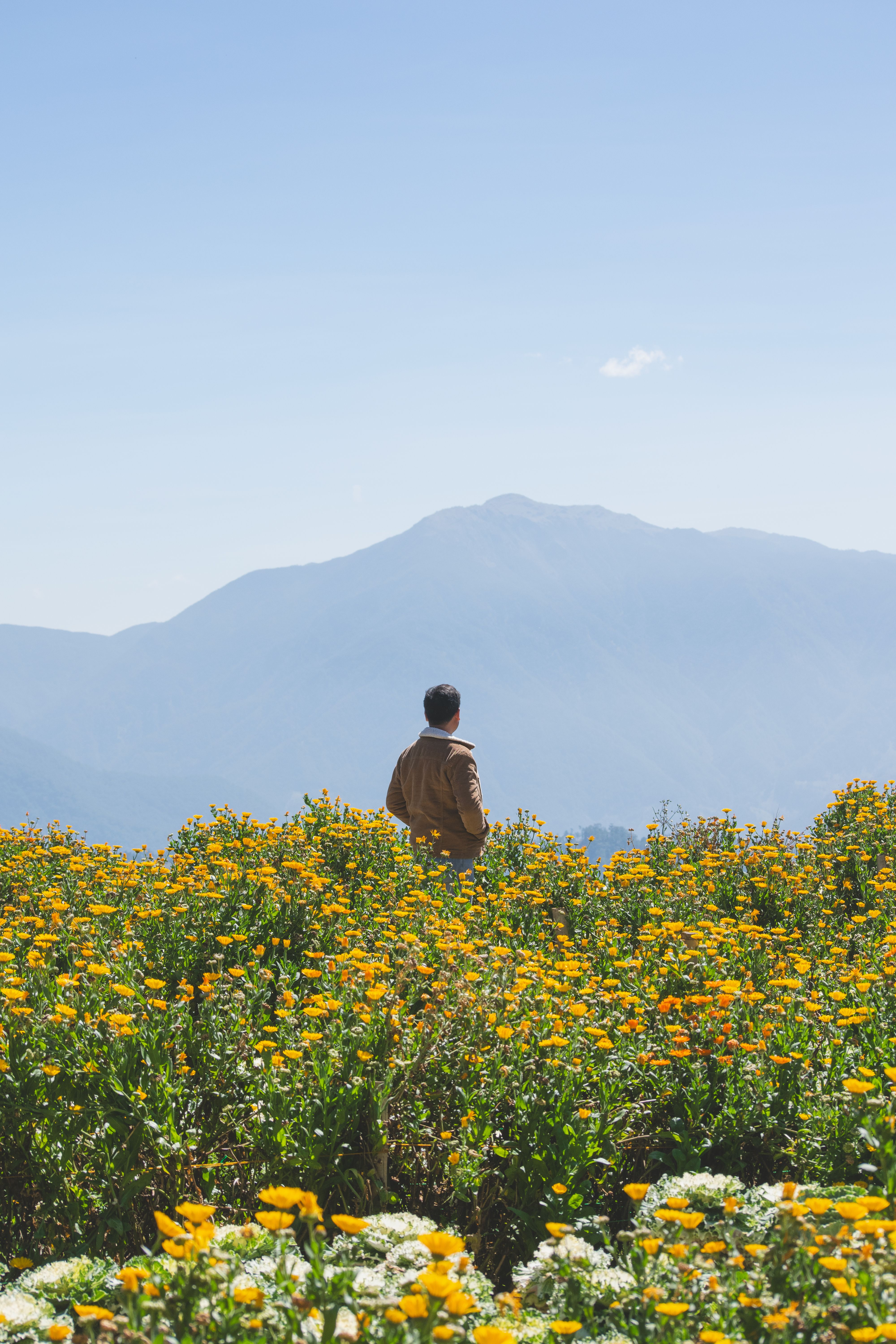 A man stands in a vibrant flower field with mountains in the distance, embracing nature's beauty.