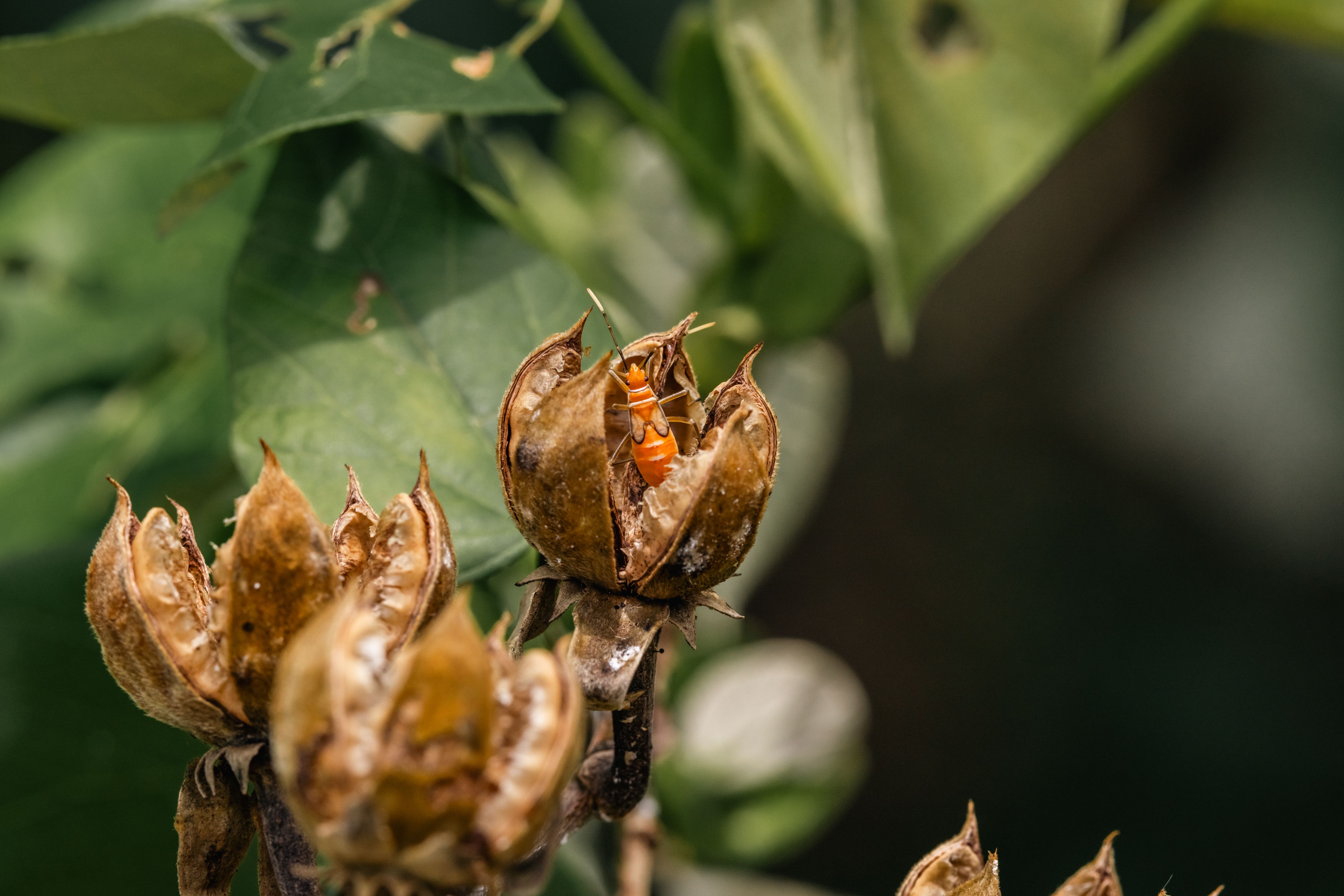 Macro Shot of Insect on Dry Plant Pod · Free Stock Photo