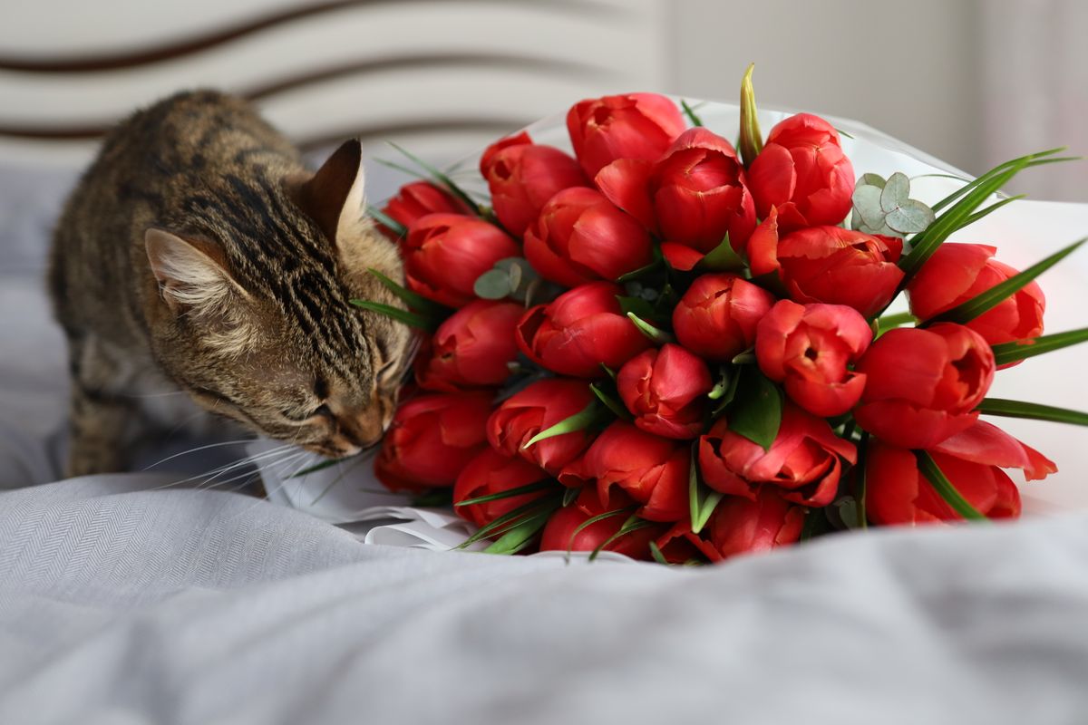 tulips chat - Prévention et astuces pour protéger votre chat des tulipes