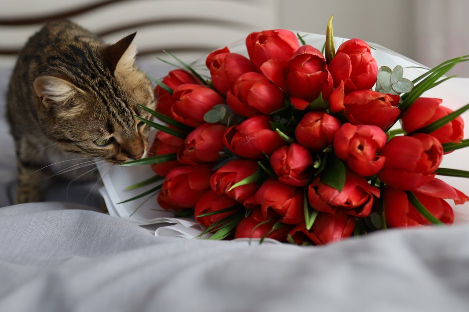 14 Popular Indoor Plants That Are Toxic to Cats — illustration 1