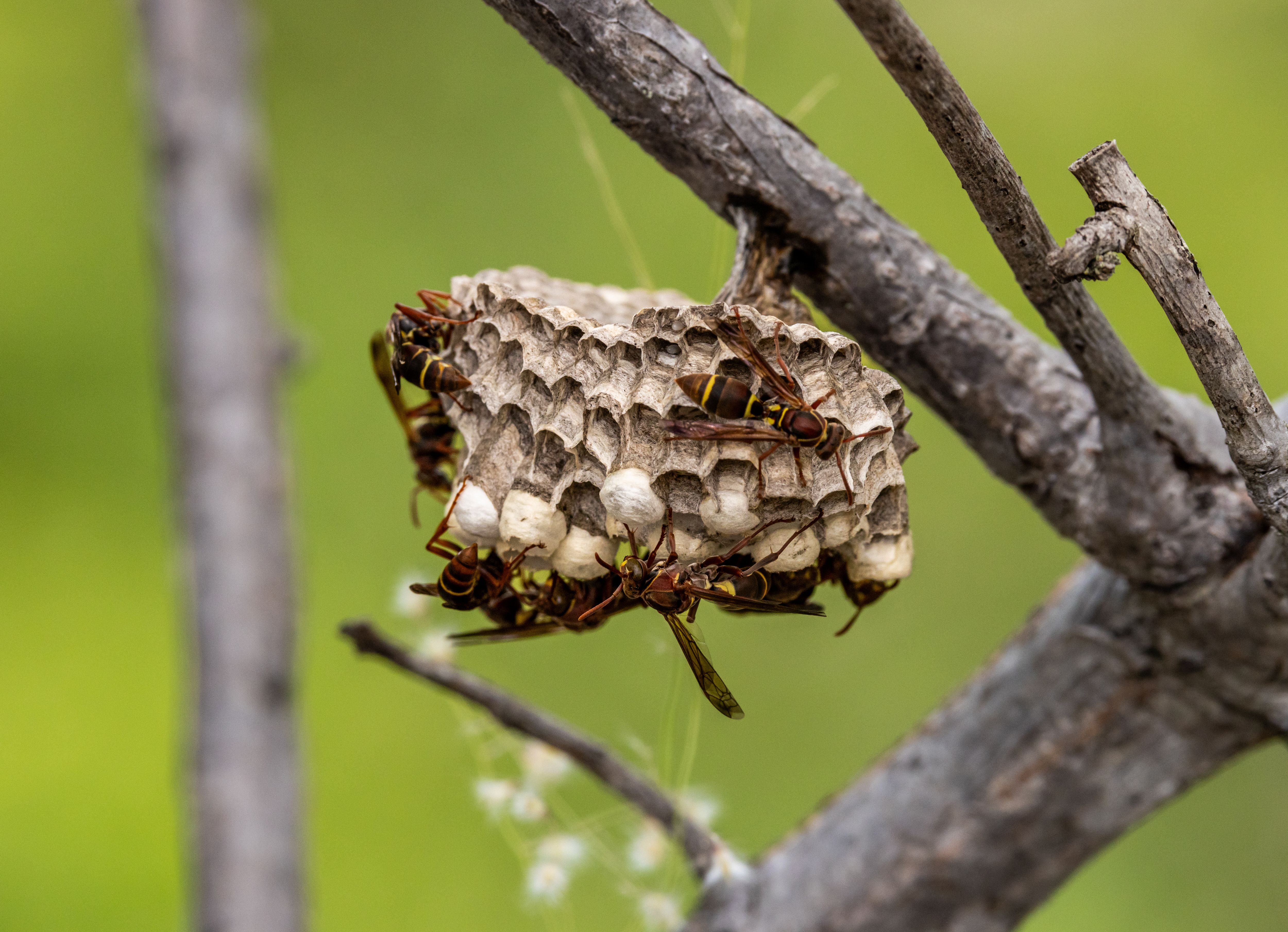 Paper Wasp Nest on Tree with Active Wasps · Free Stock Photo