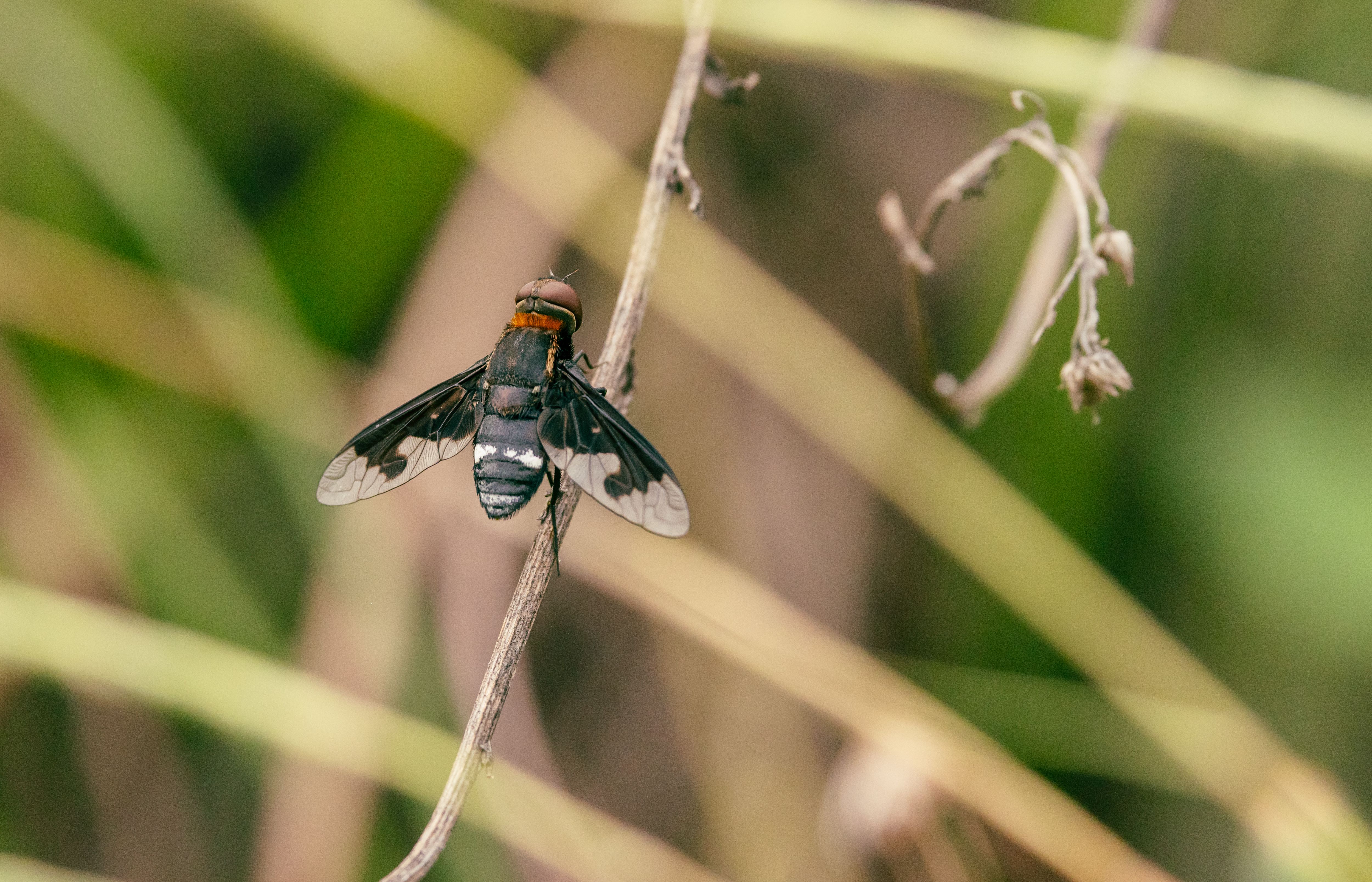 Macro shot of a bee fly resting on a twig, surrounded by blurred green foliage.