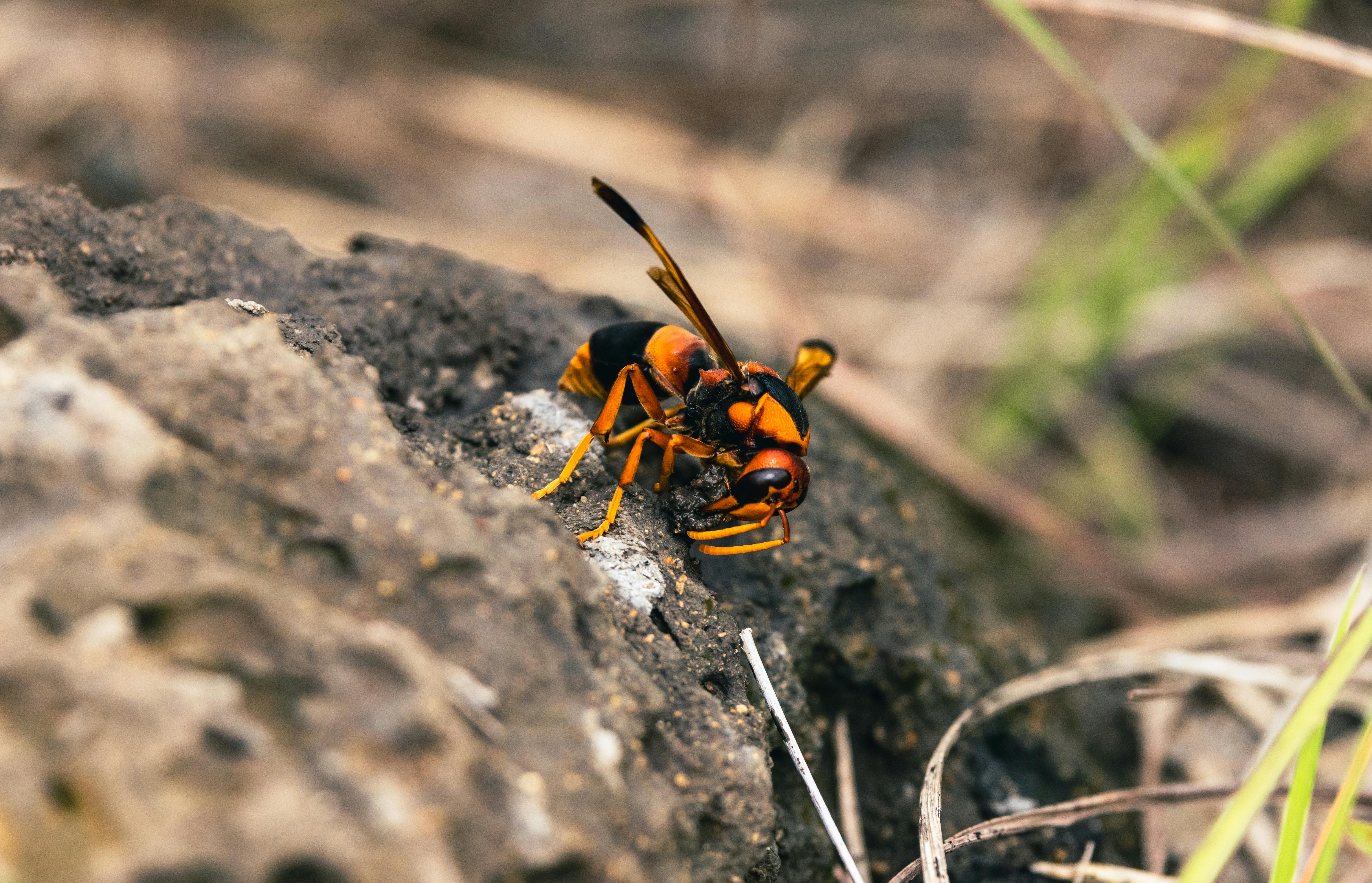 Detailed macro photo of a Japanese giant hornet on rocky terrain in natural habitat.