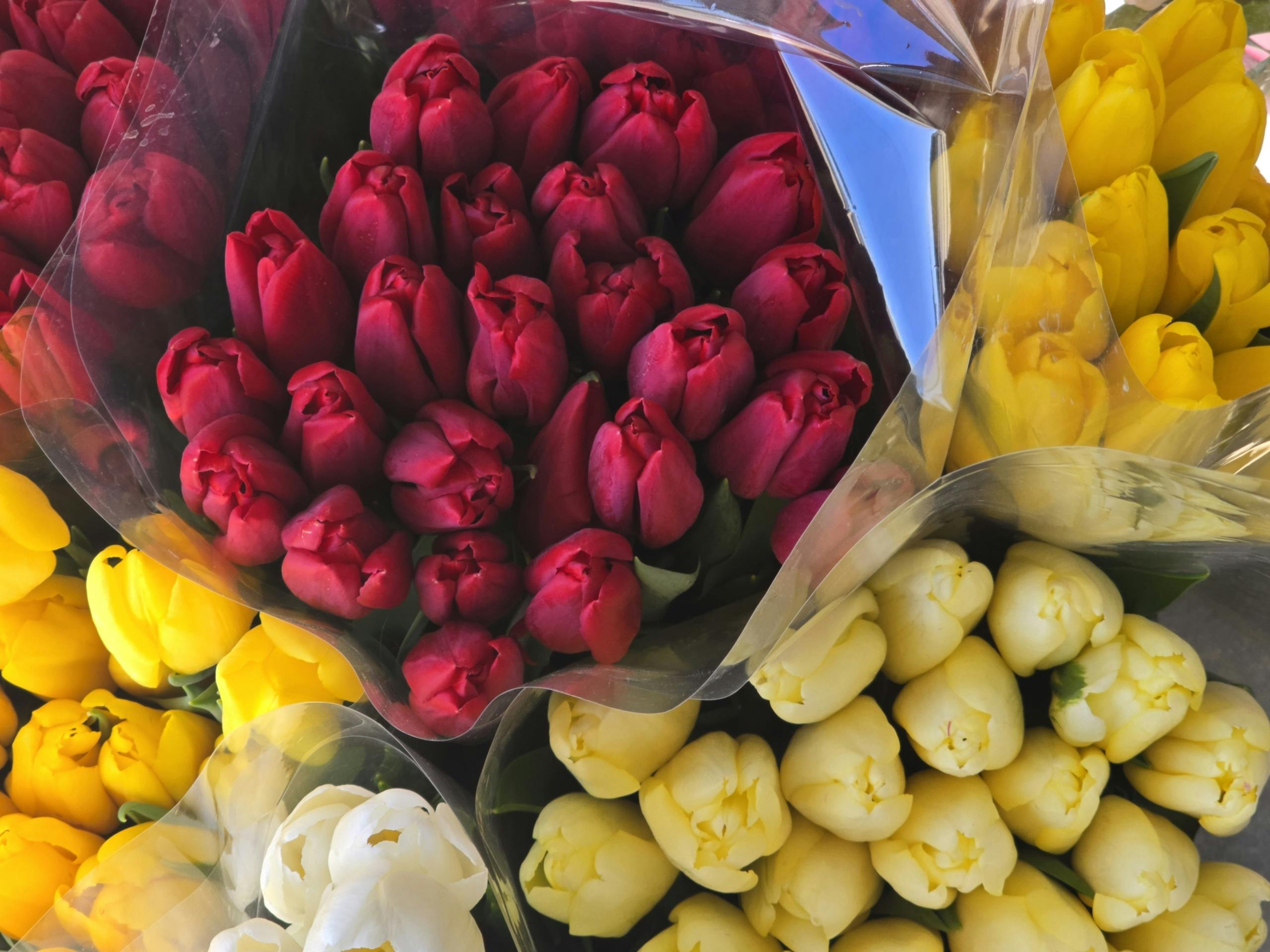 [ColoSach]-colorful-bunches-of-red,-yellow,-and-white-tulips-captured-in-a-close-up-shot-showcasing-natural-beauty.