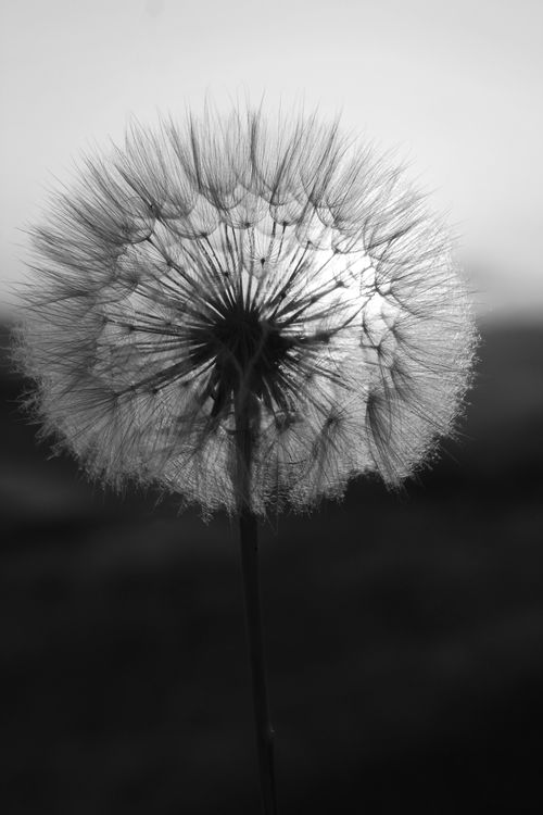 Free Artistic black and white photograph of a dandelion seed head highlighting detailed textures. Stock Photo