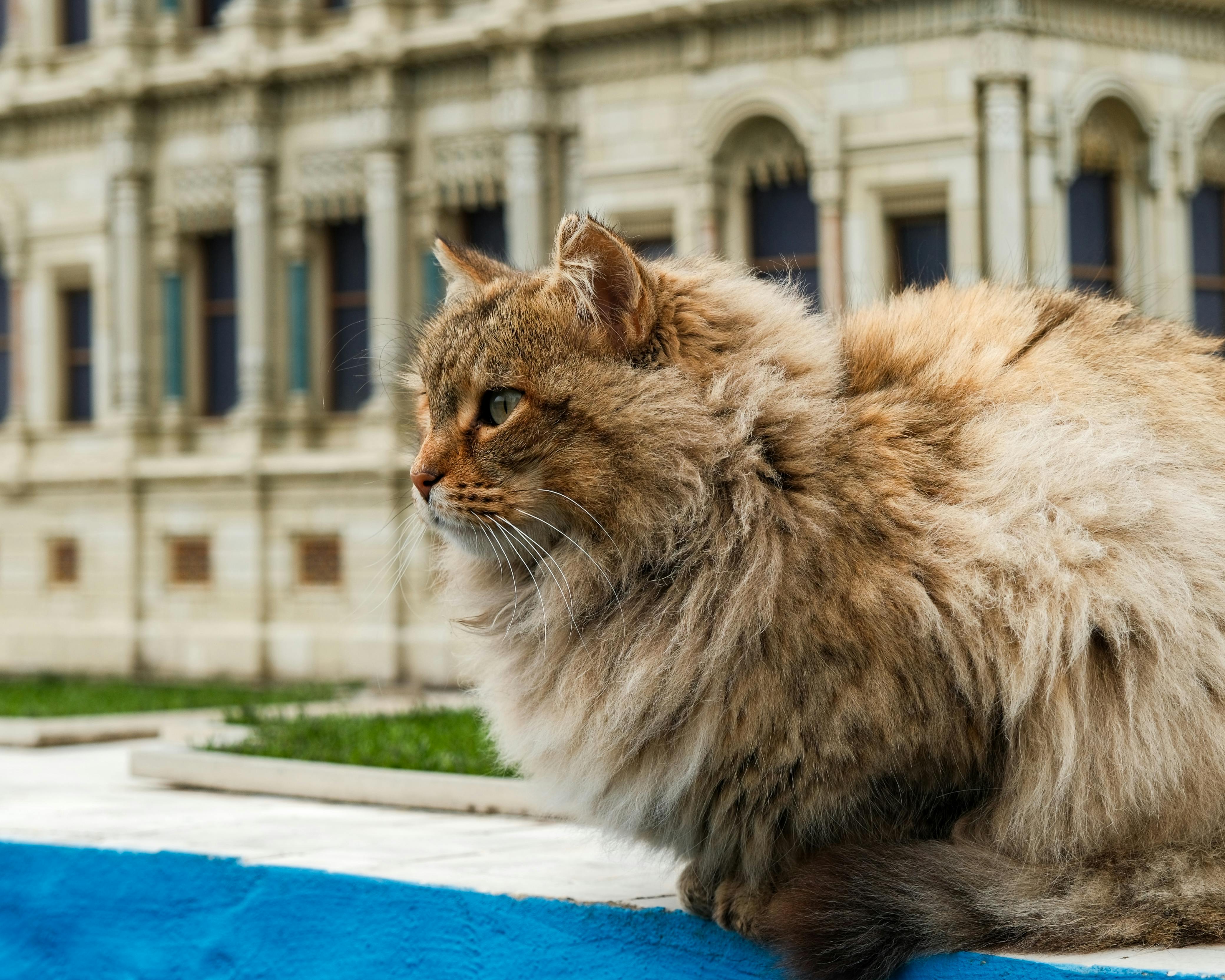 A fluffy tabby cat sits calmly in front of a historic building facade.