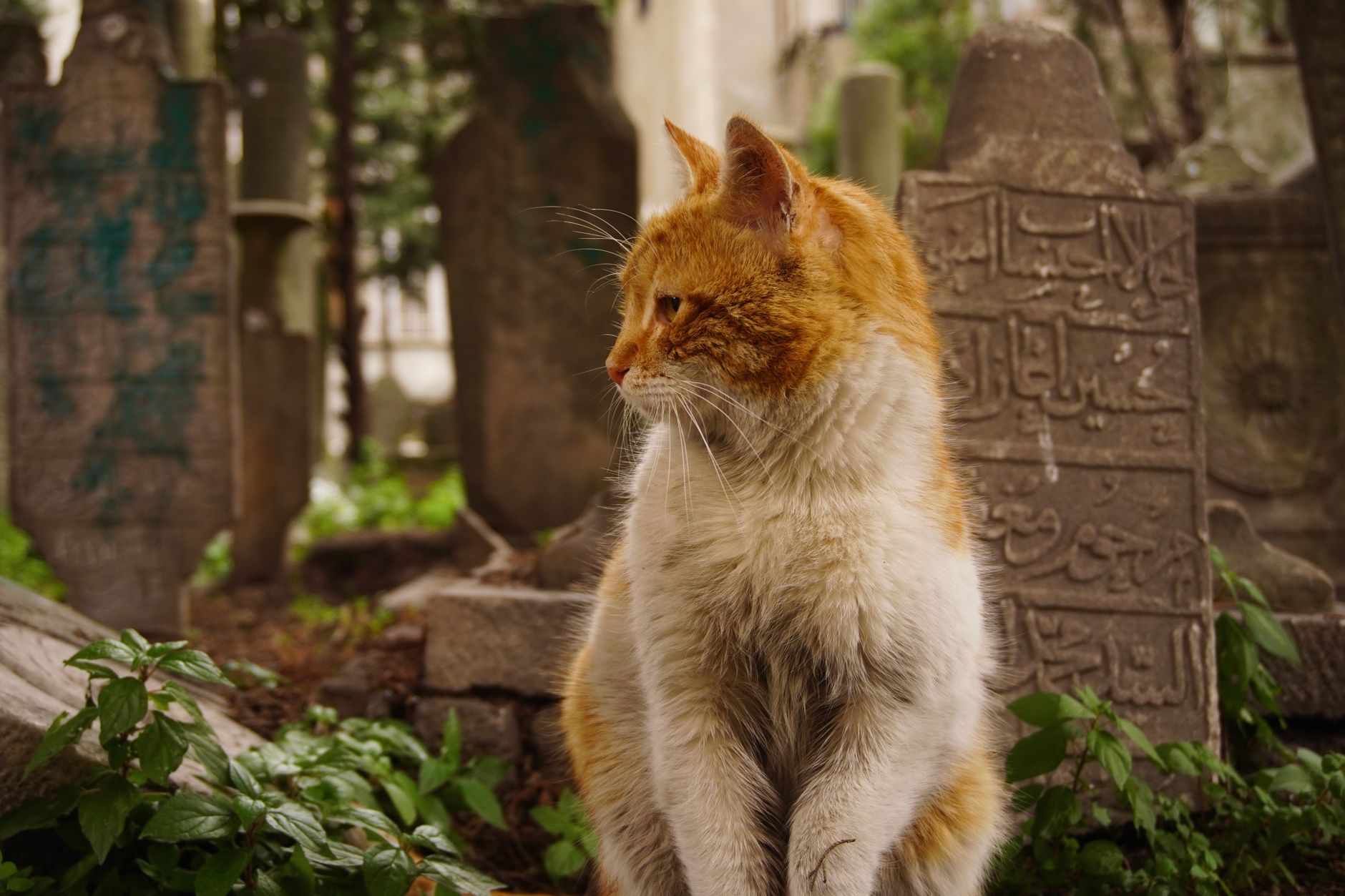 Pet Cemetery Near Me: The Ultimate Guide to Safe, Legal, and Meaningful Dog Burials