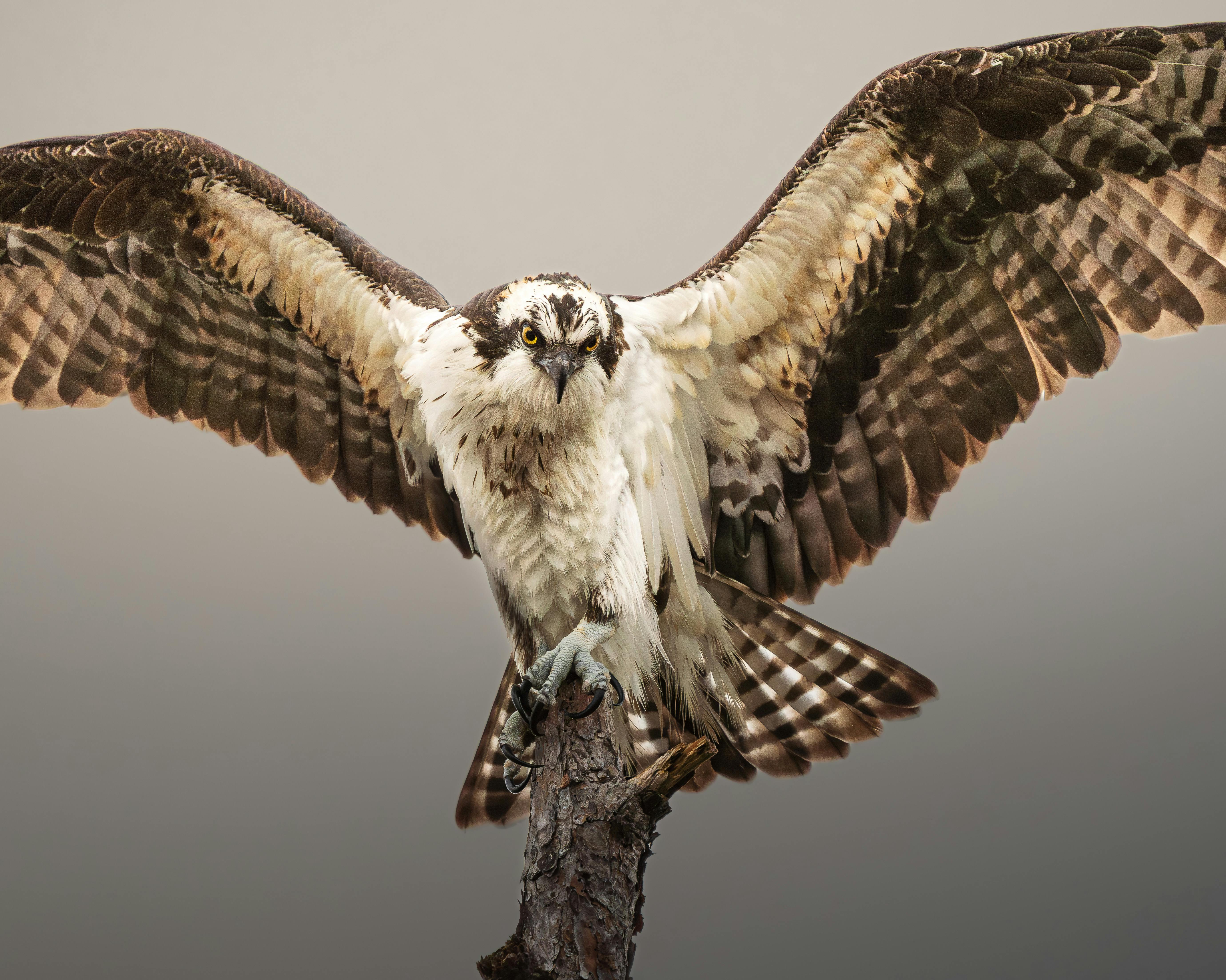 A majestic osprey perched with wings spread wide, showcasing its powerful stance.
