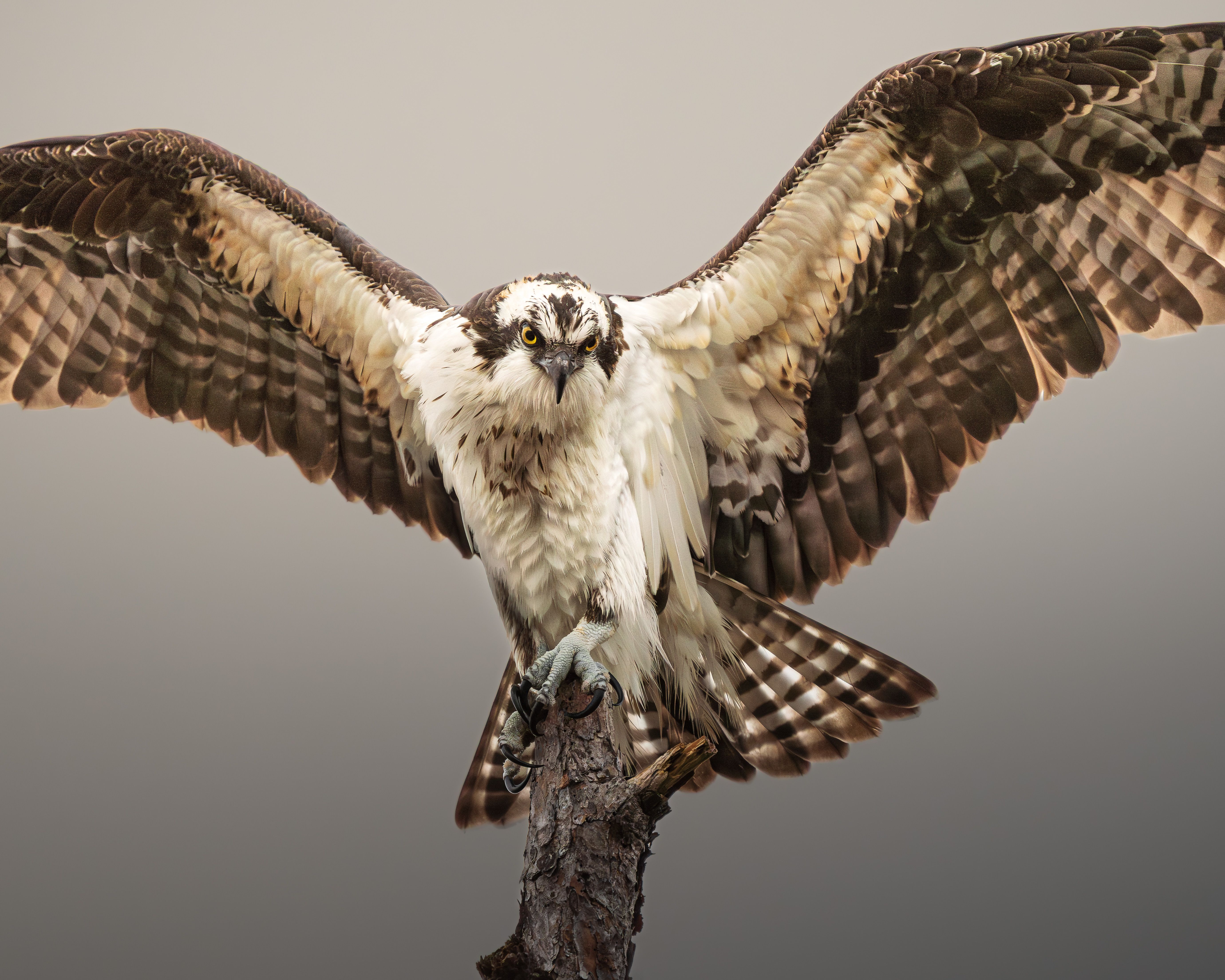 Stunning Osprey with Outstretched Wings · Free Stock Photo