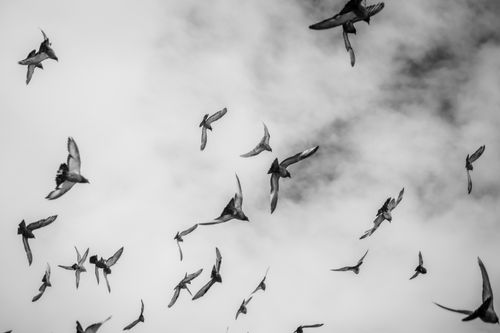 Free Artistic black and white image of pigeons flying in a cloudy sky, conveying freedom. Stock Photo